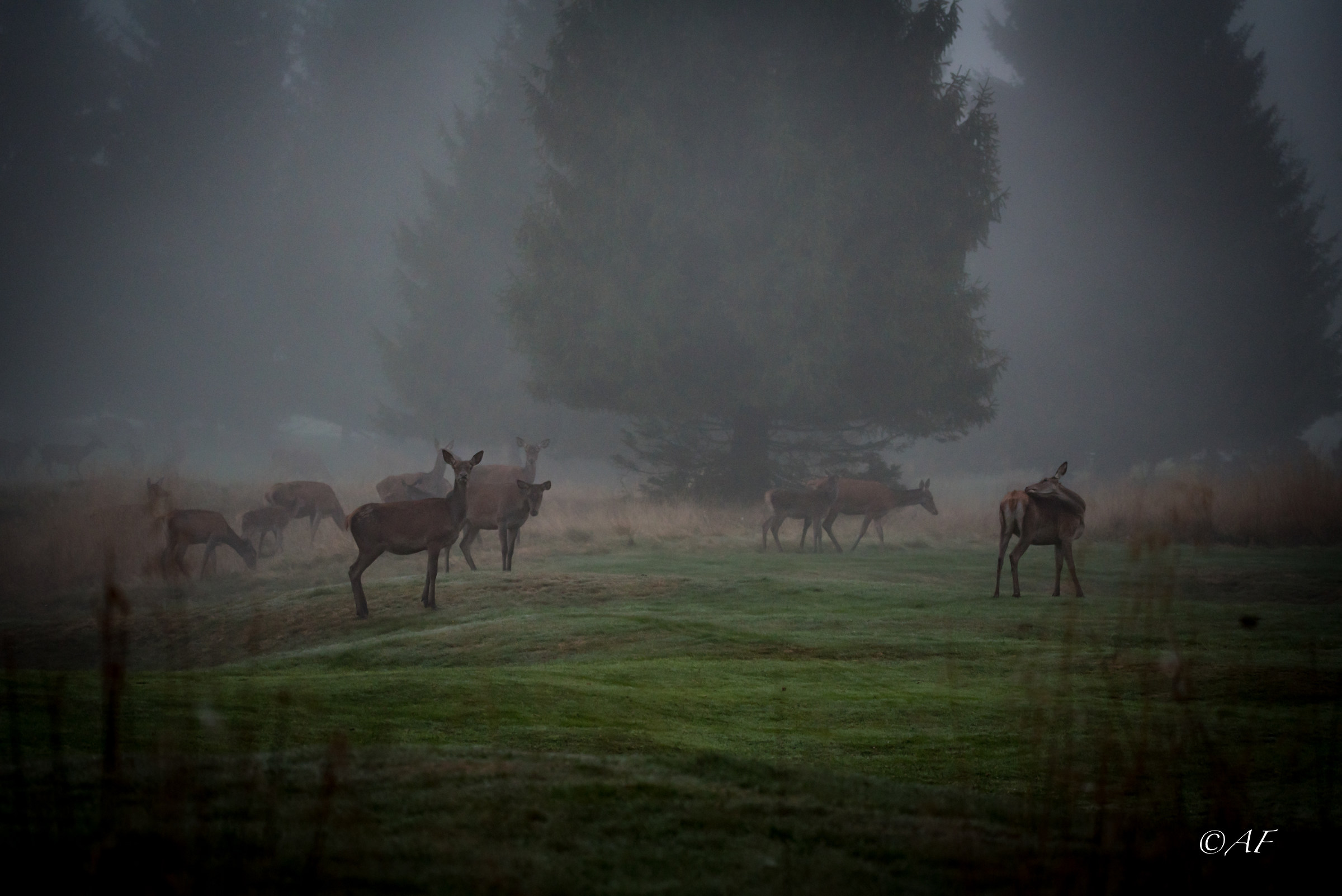 presenze nella nebbia