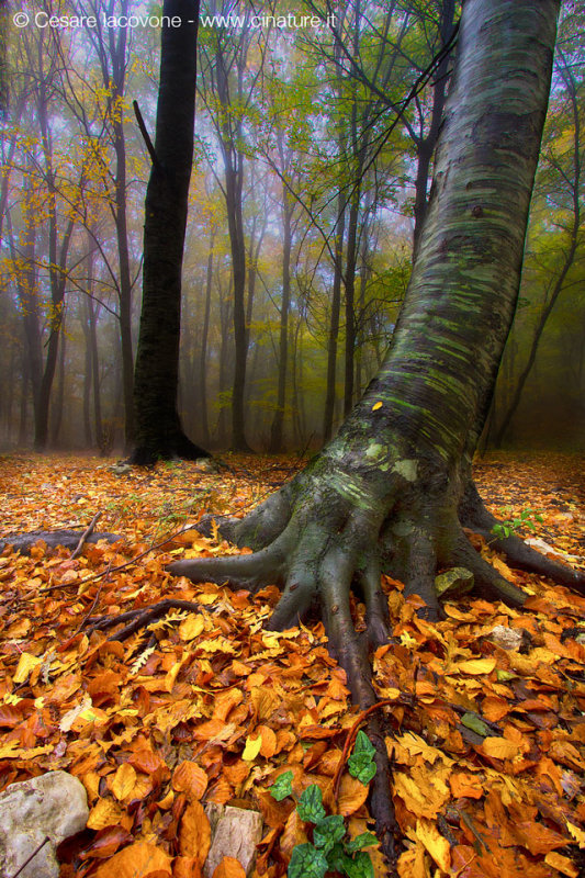 Autunno nel sottobosco