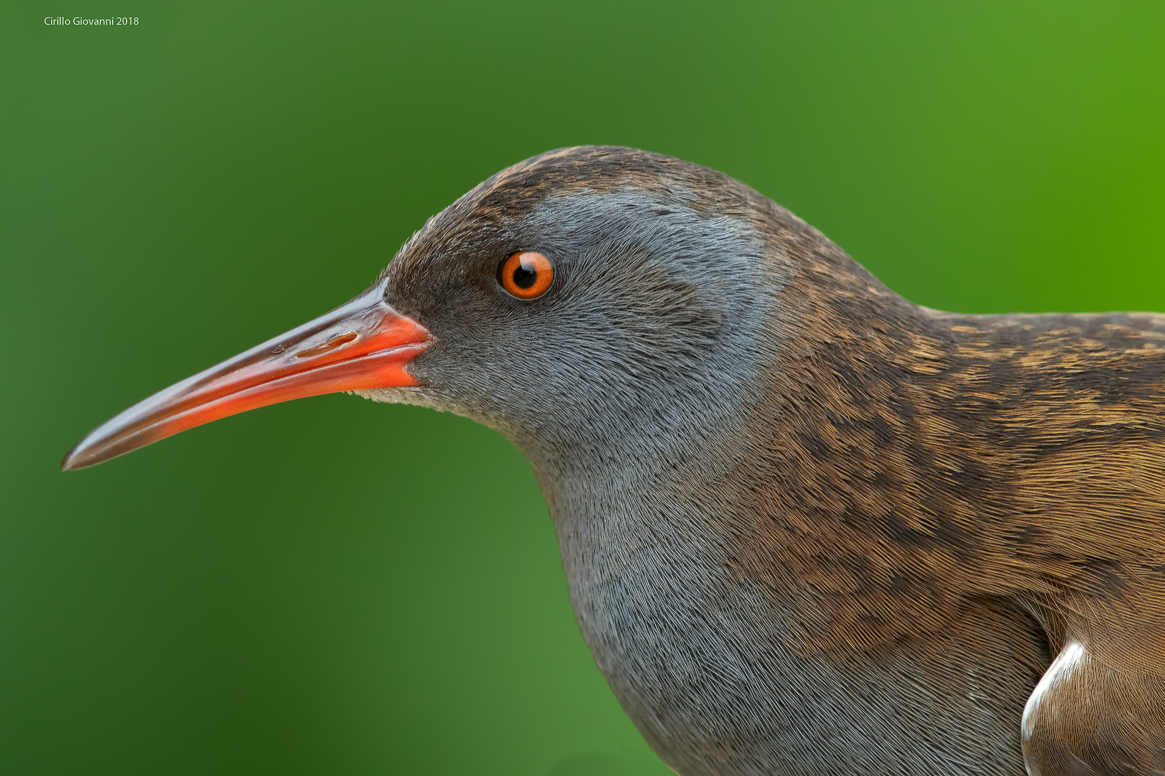 Portrait to Mr Porciglione