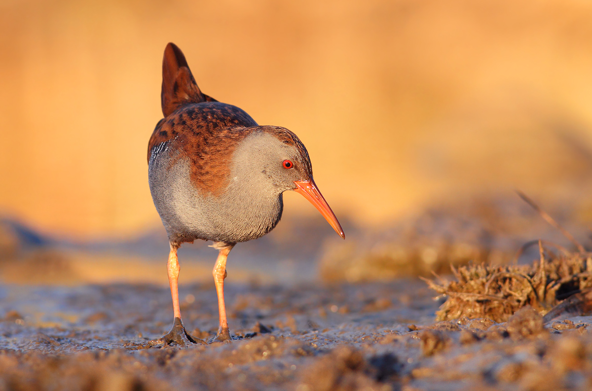 Water Rail