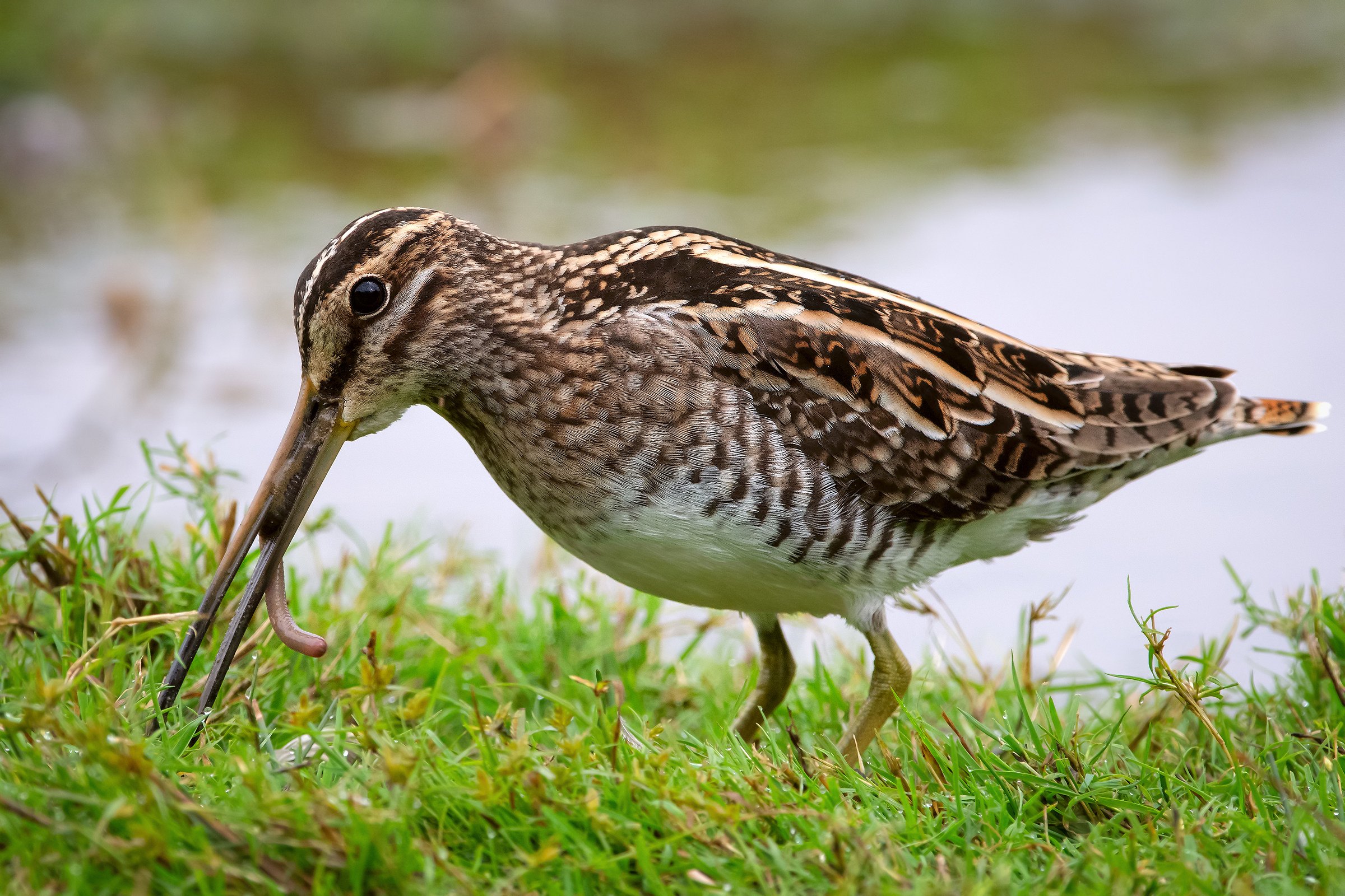 Snipe does the gruel