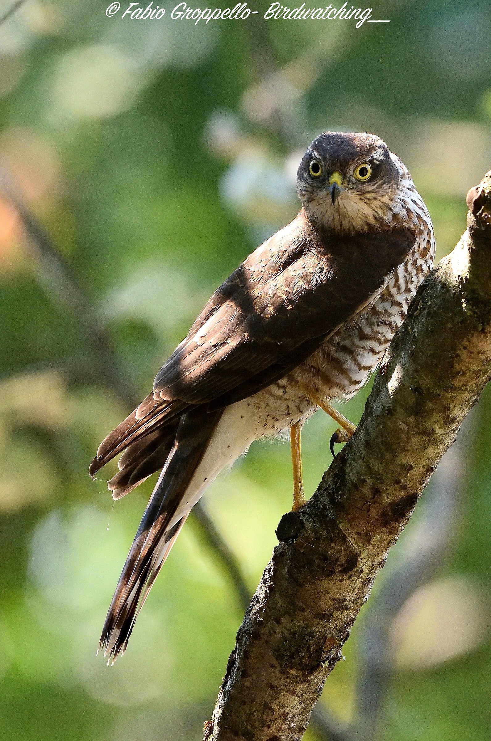 Sparrowhawk
