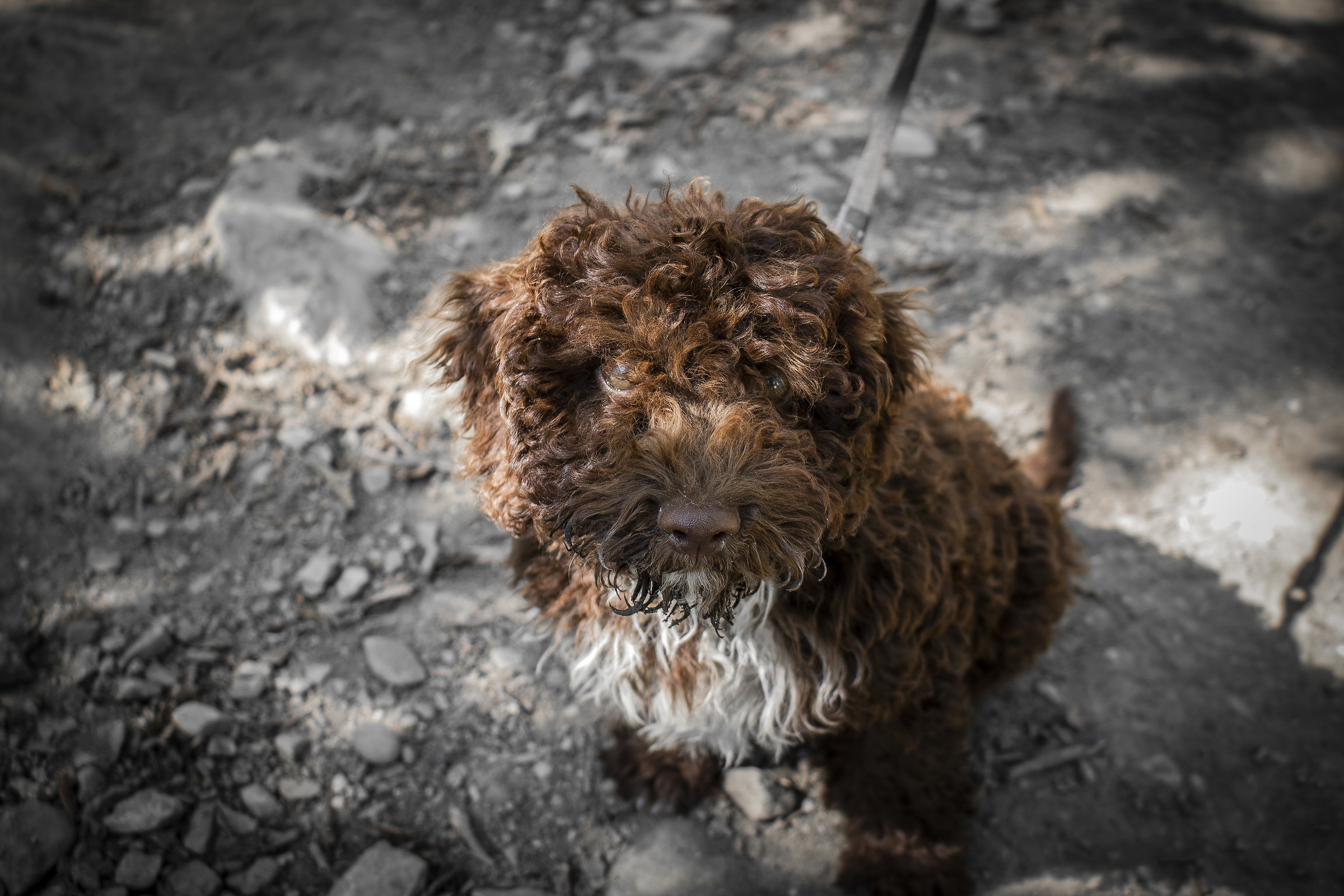 lagotto