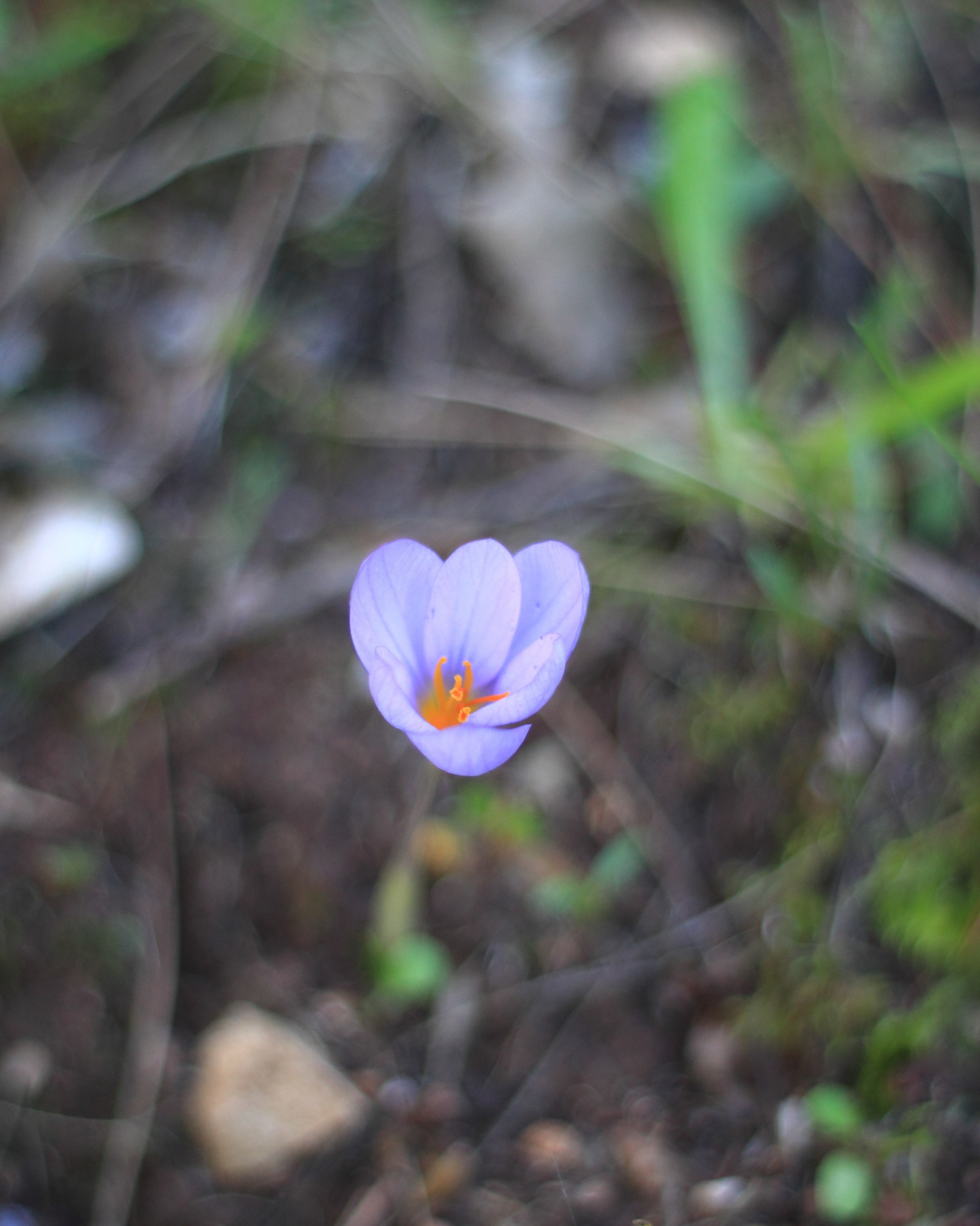 crocus selvatico