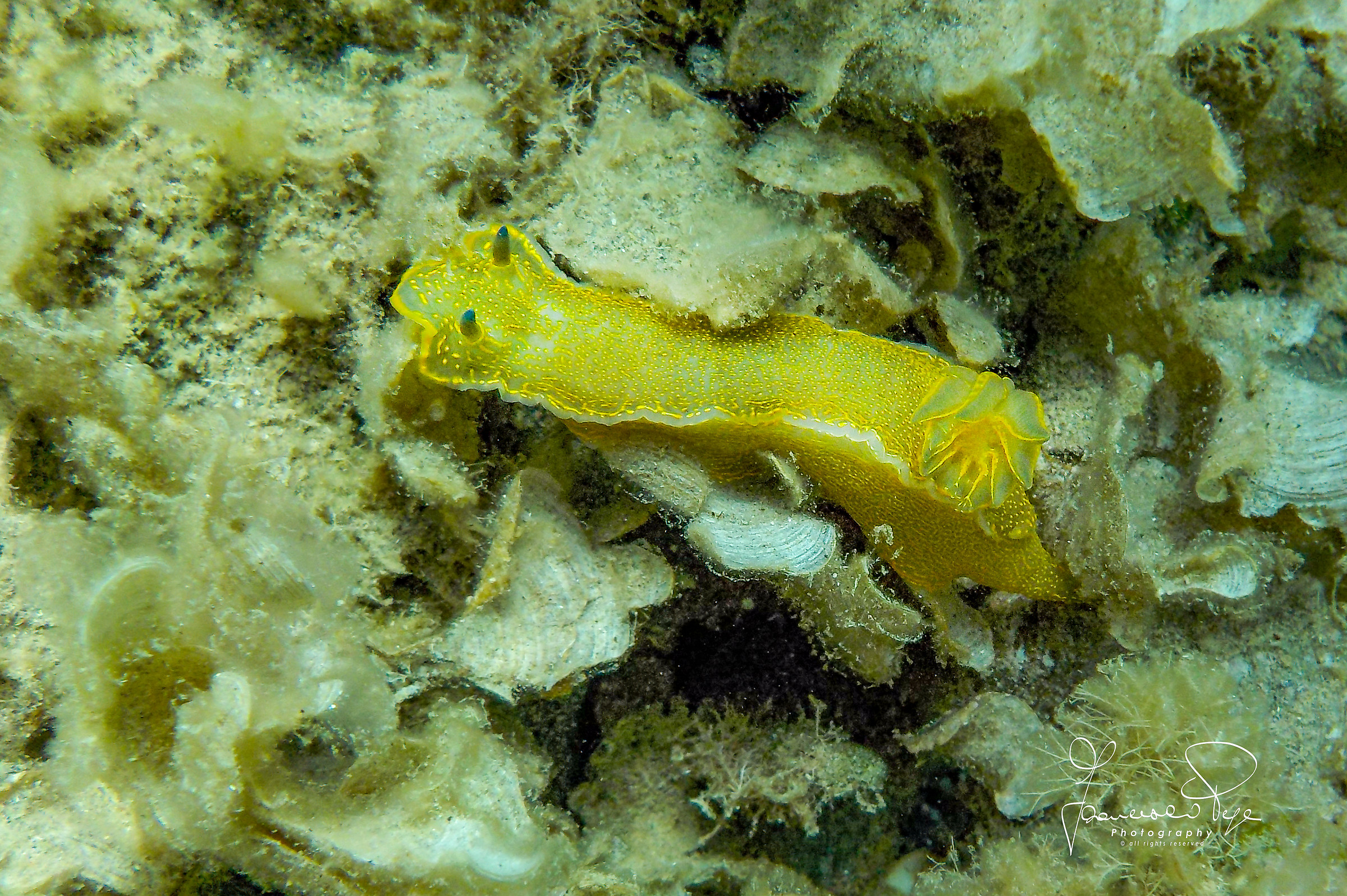 Felimare picta Nudiherd