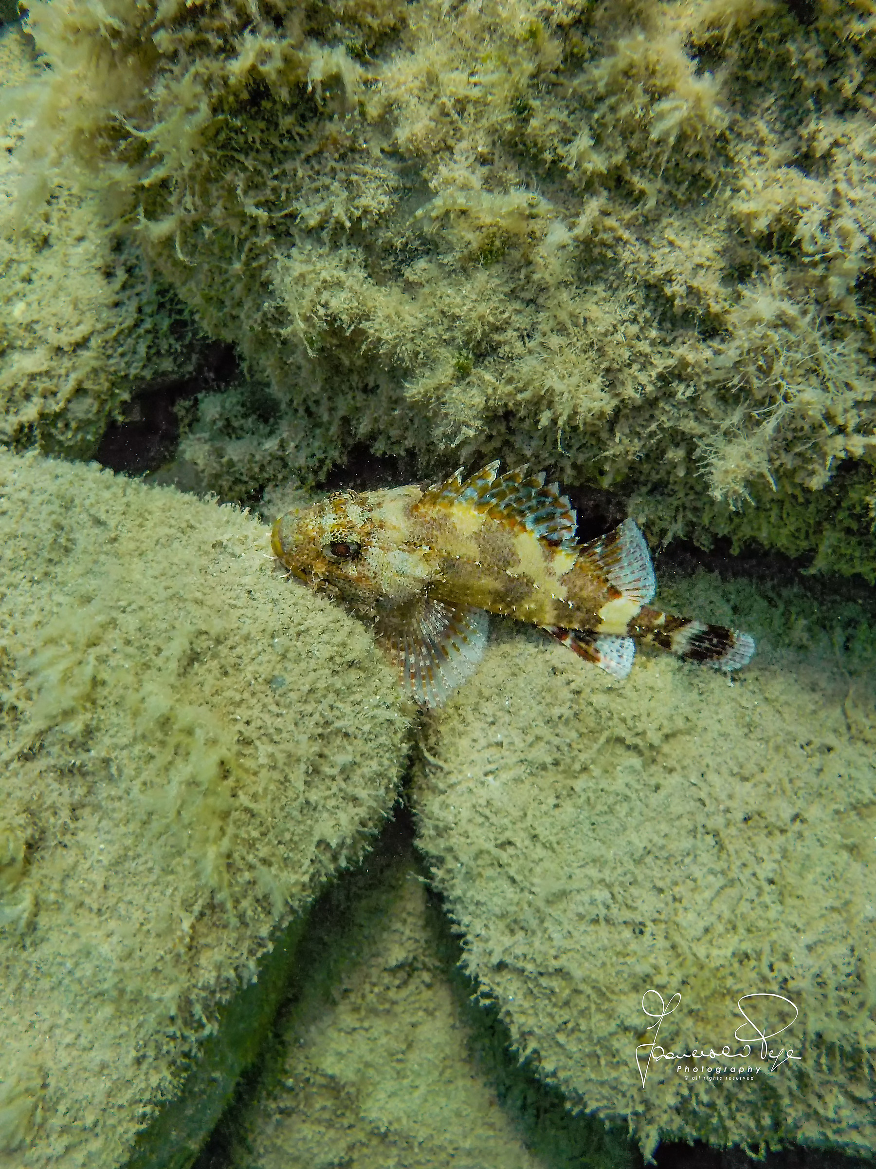 Scorpaena porcus-Black Scorpion Fish