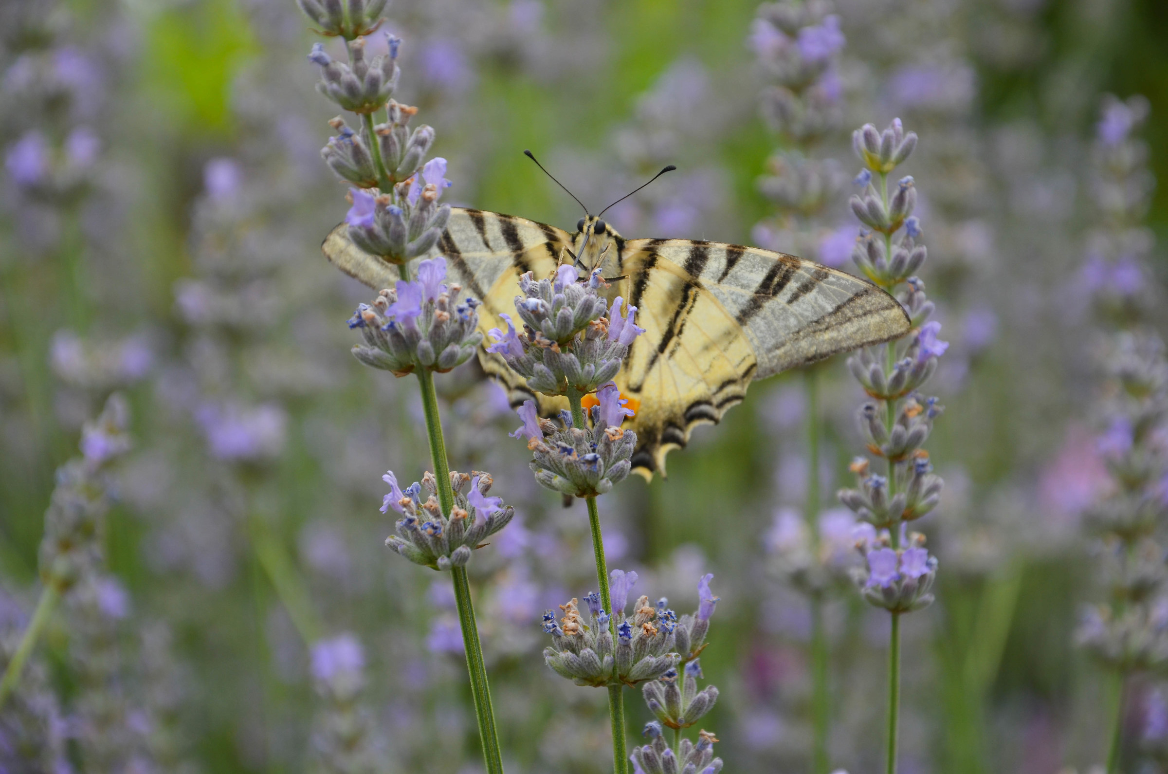 Farfalla su lavanda