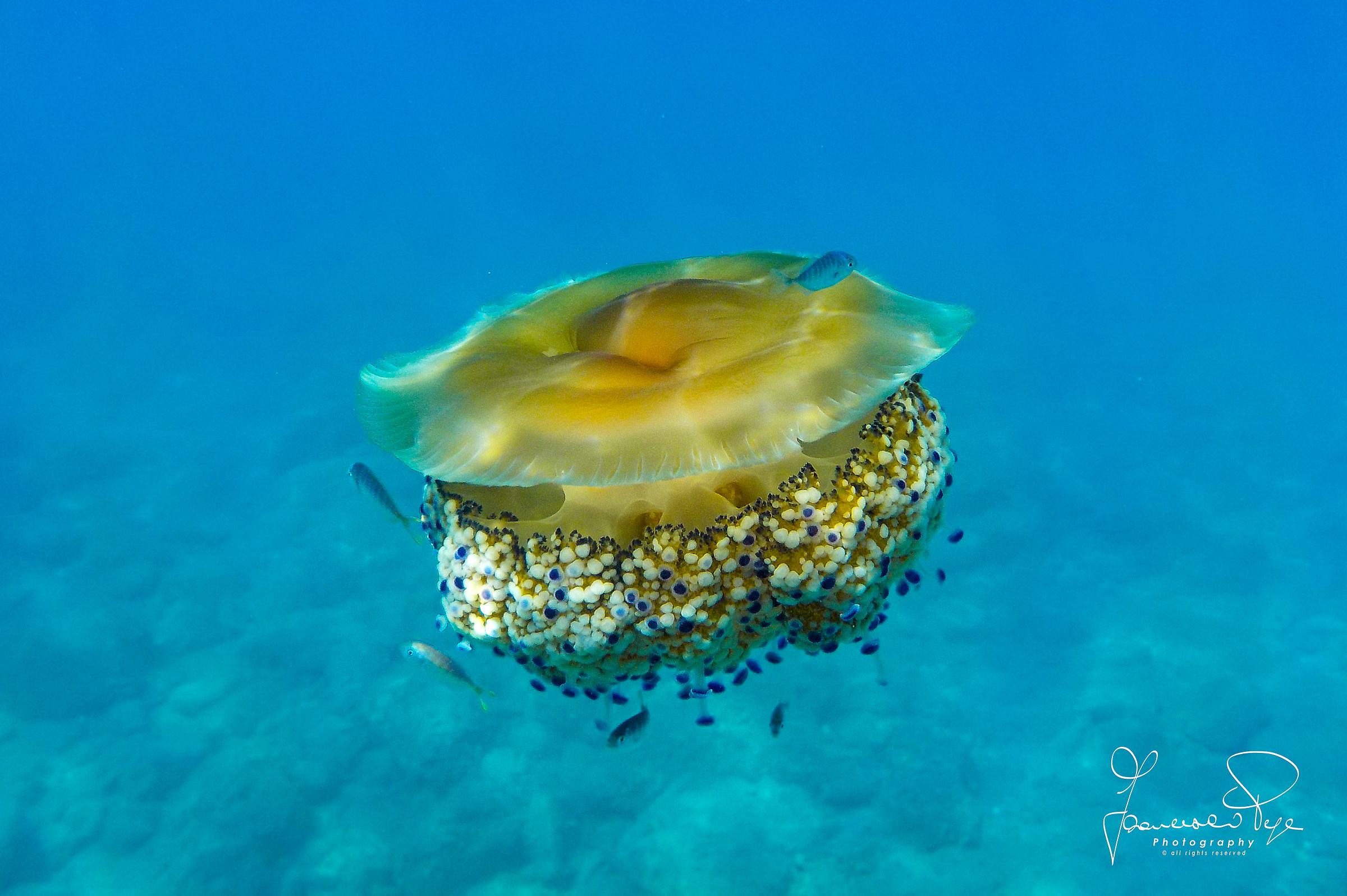 Cassiopeia Mediterranea