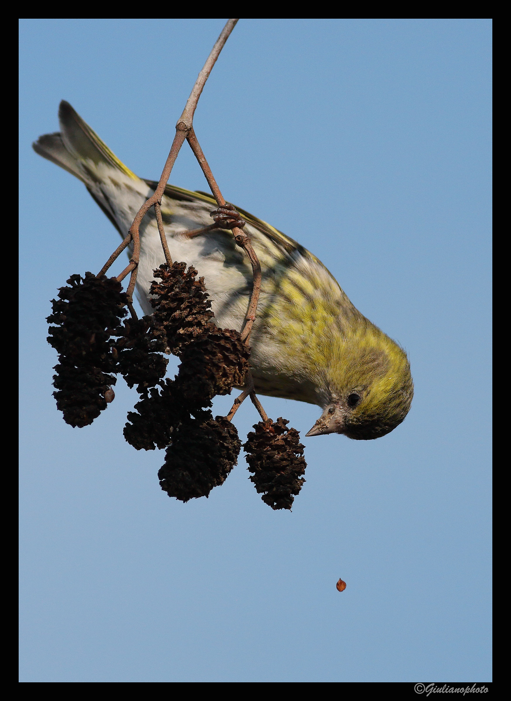 The Siskin and the Semino........