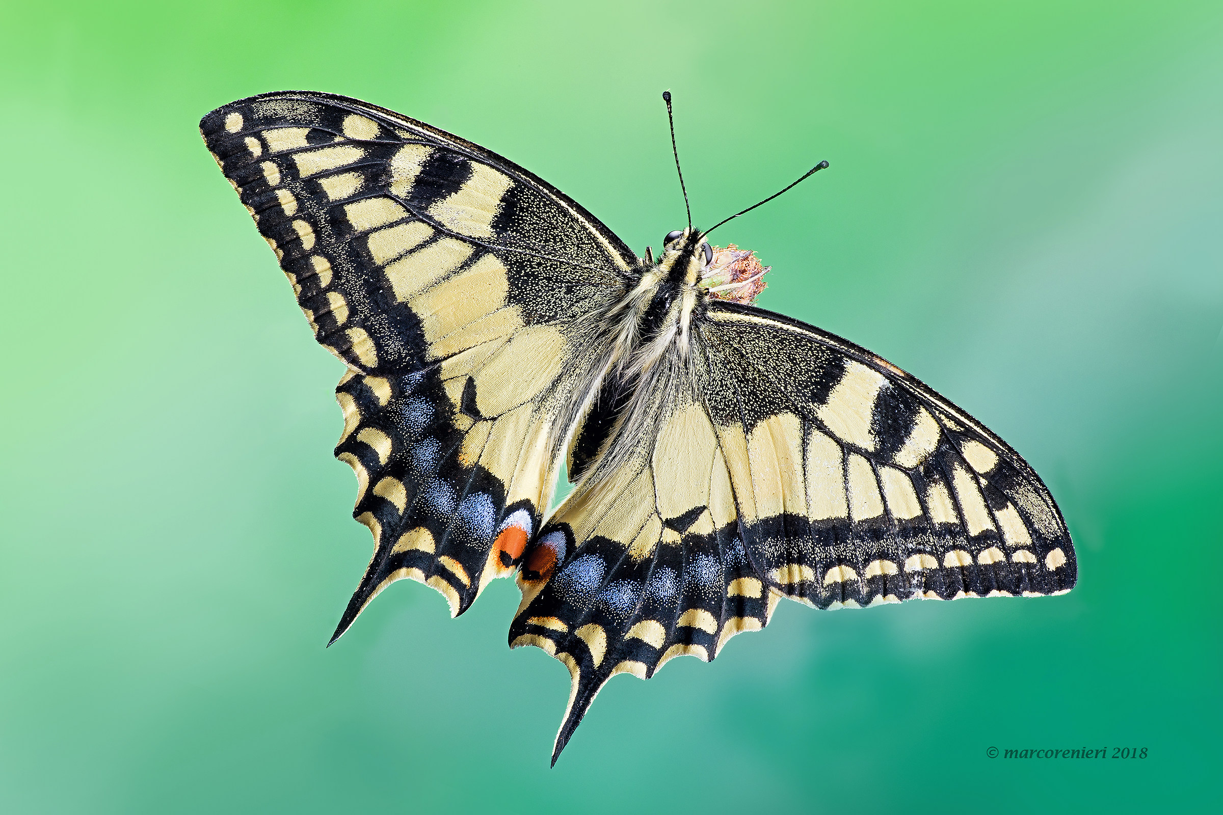 The Papilio machaon