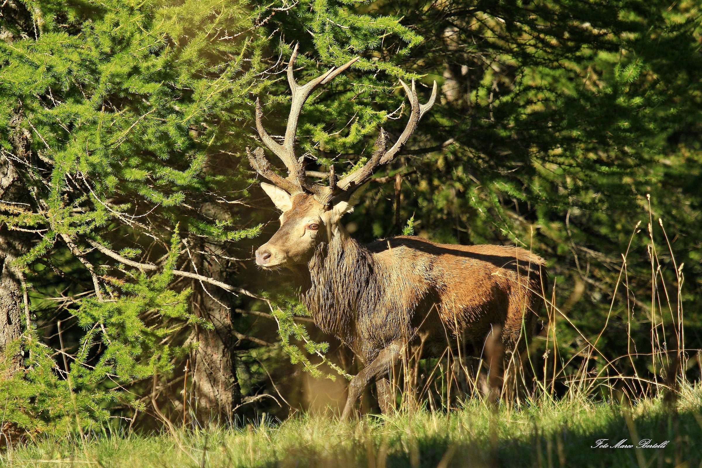 tarred Deer