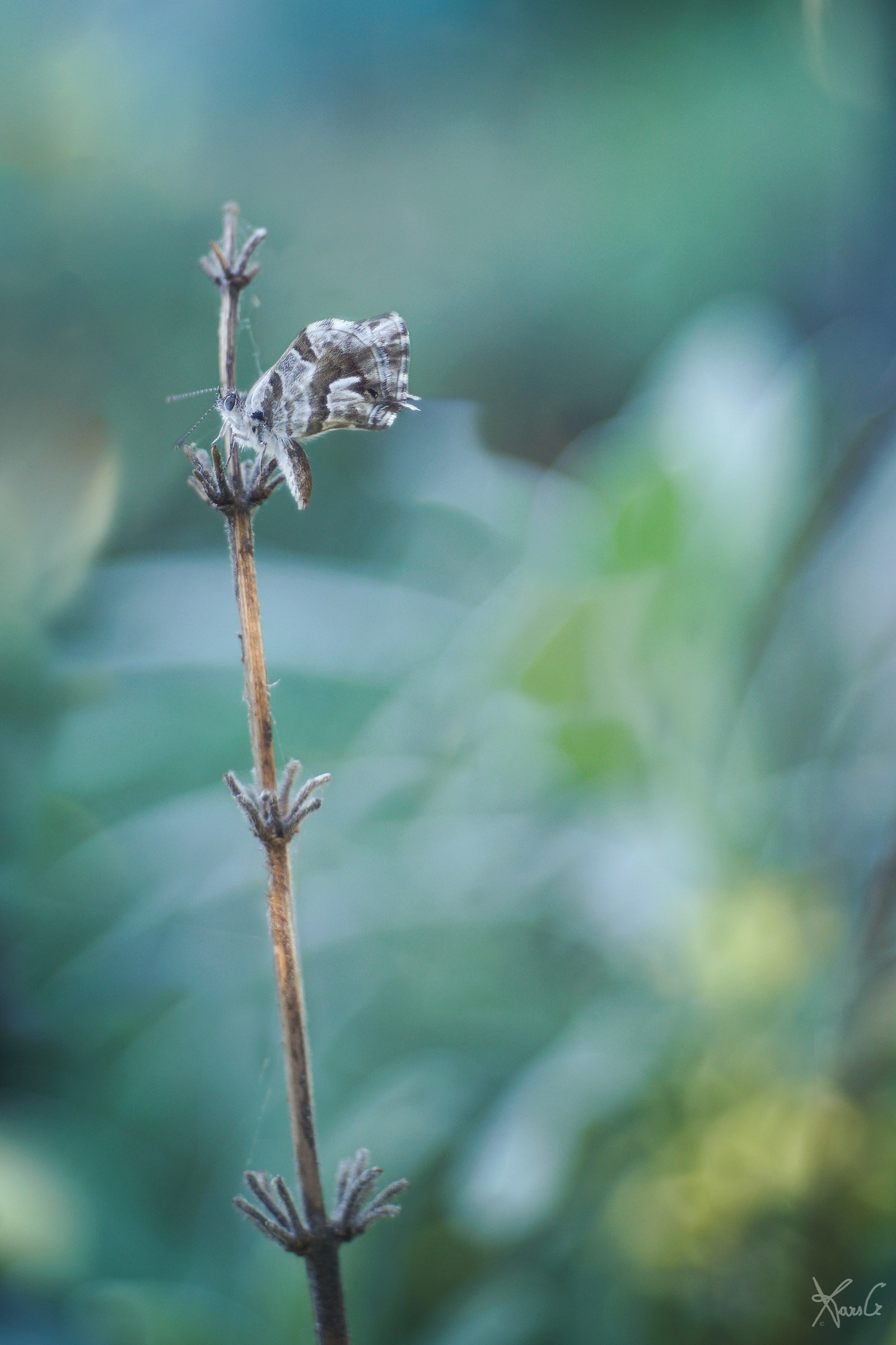 Impressione di orto con farfalla