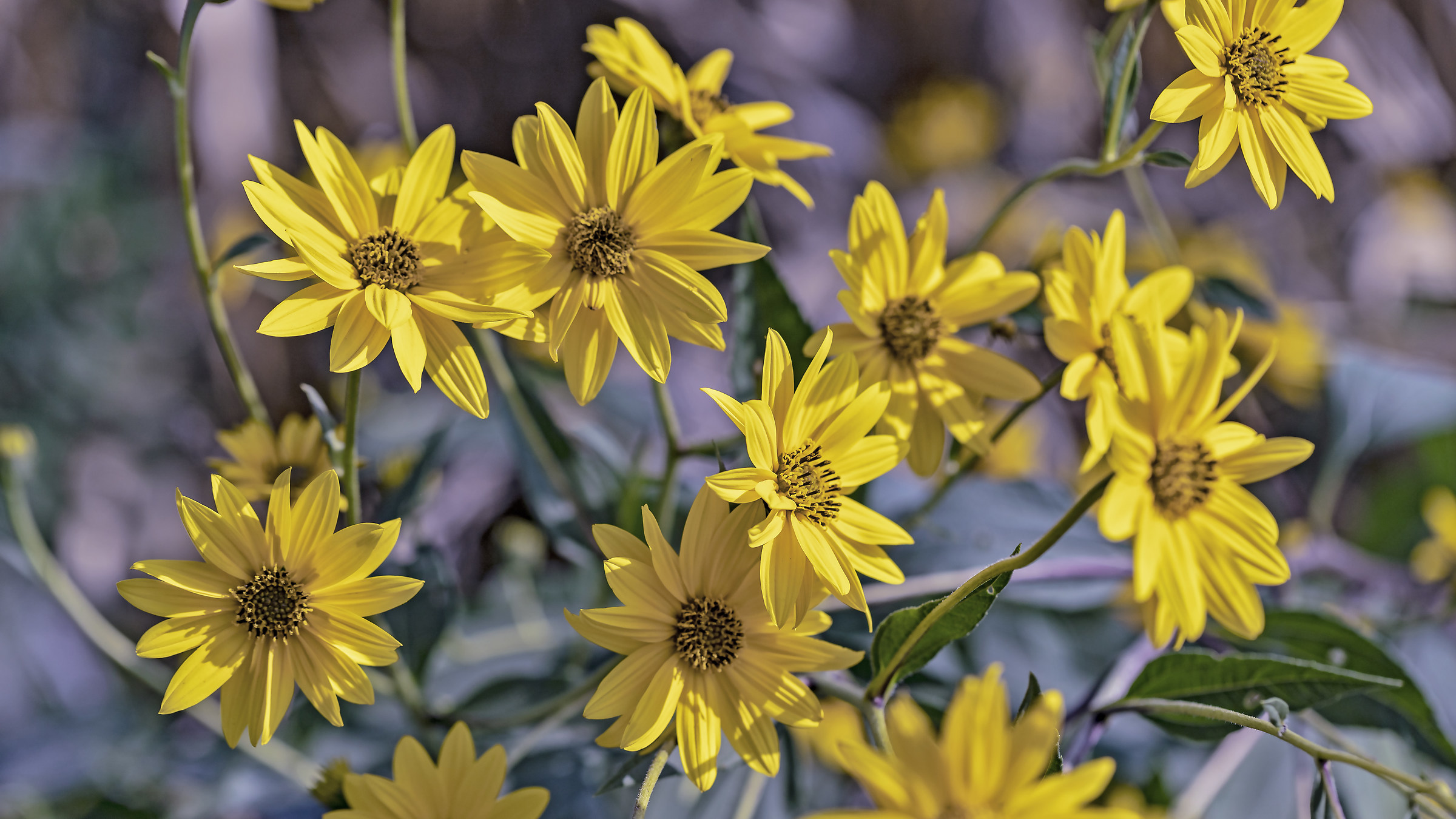 Noi siamo piccoli, ma cresceremo
