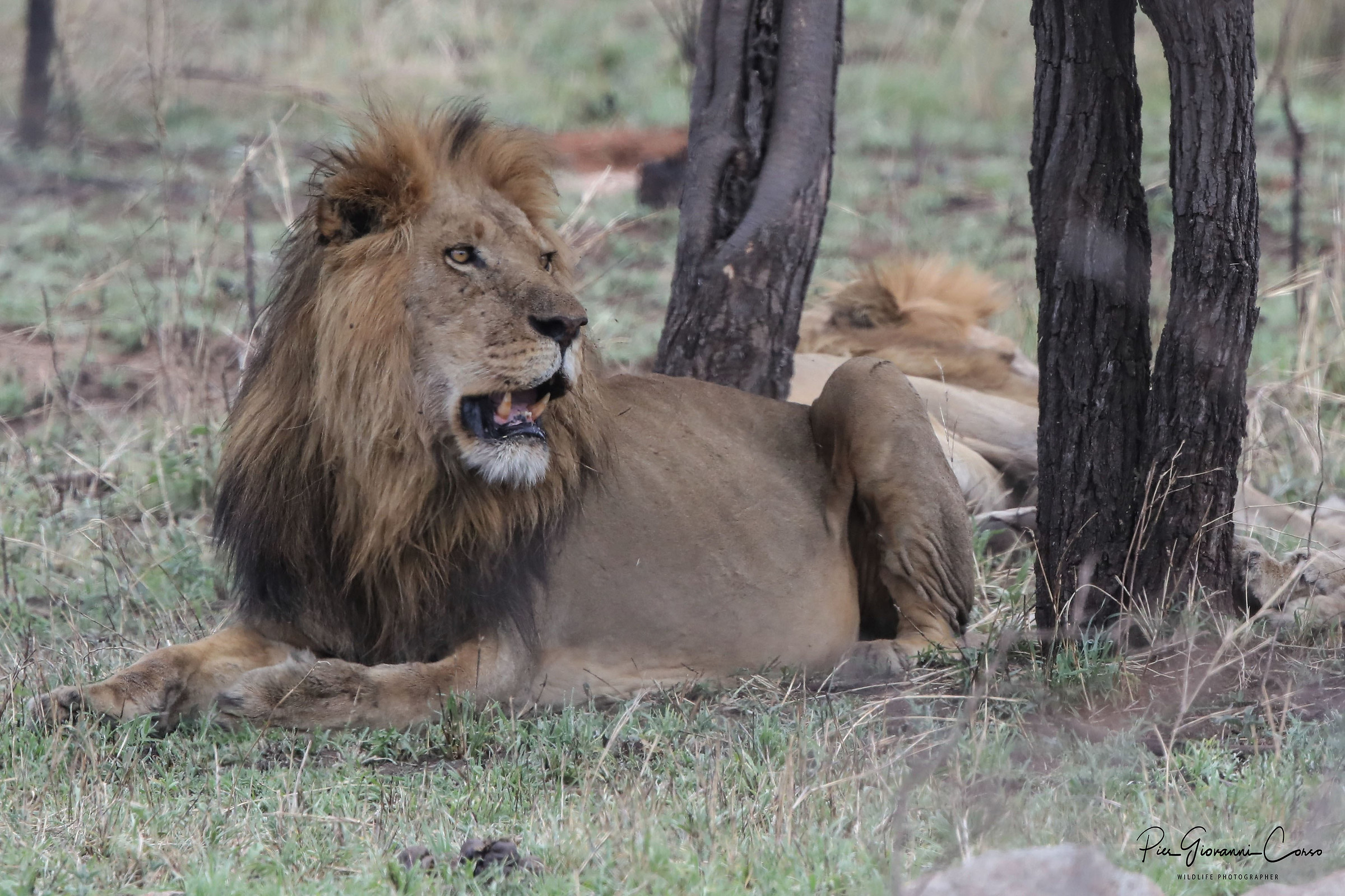 Maschio dominante di un gruppo di 4 leoni