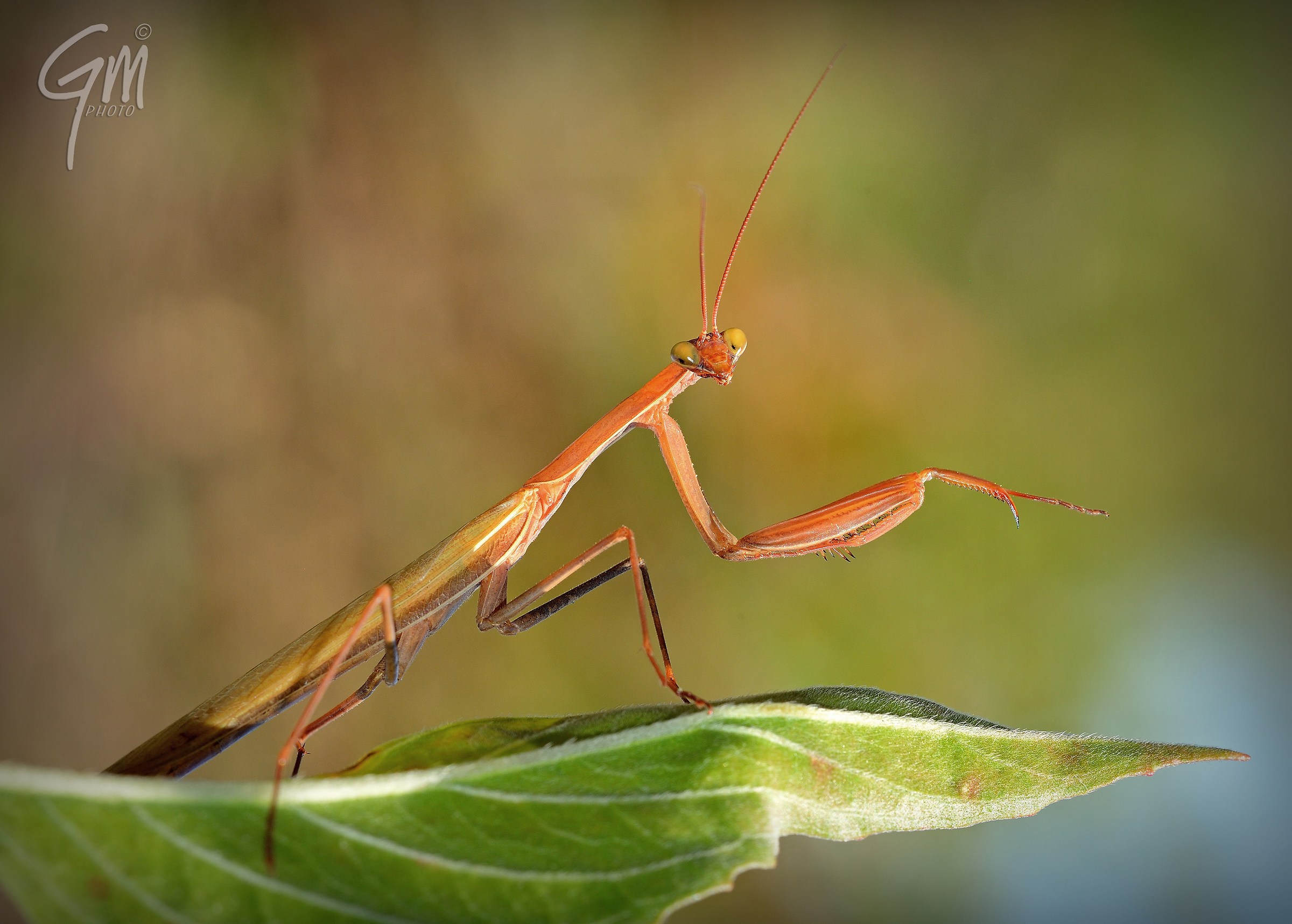 The elegance of the mantis