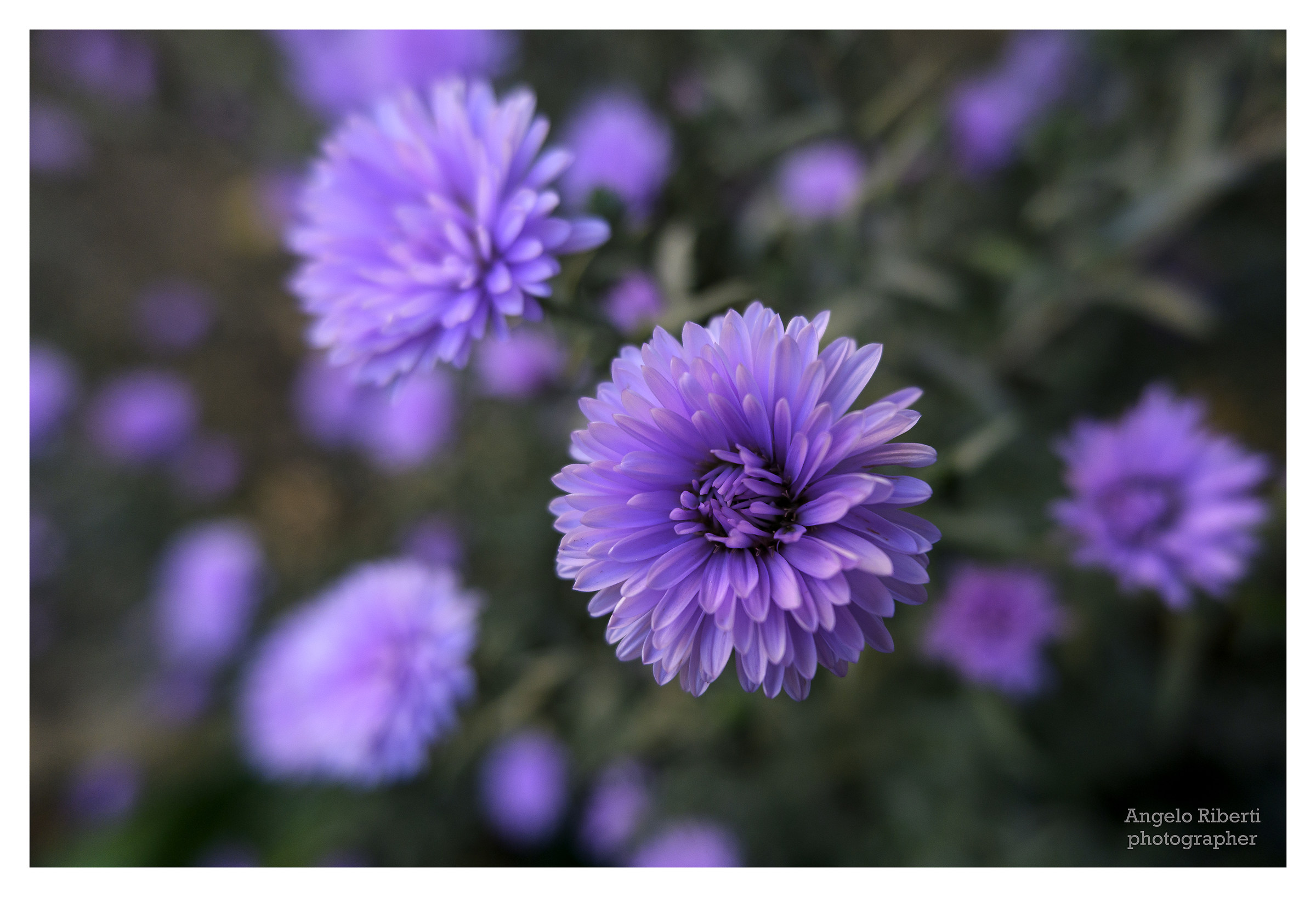 Flowers _ close-up photos with Fuji XC 15-45