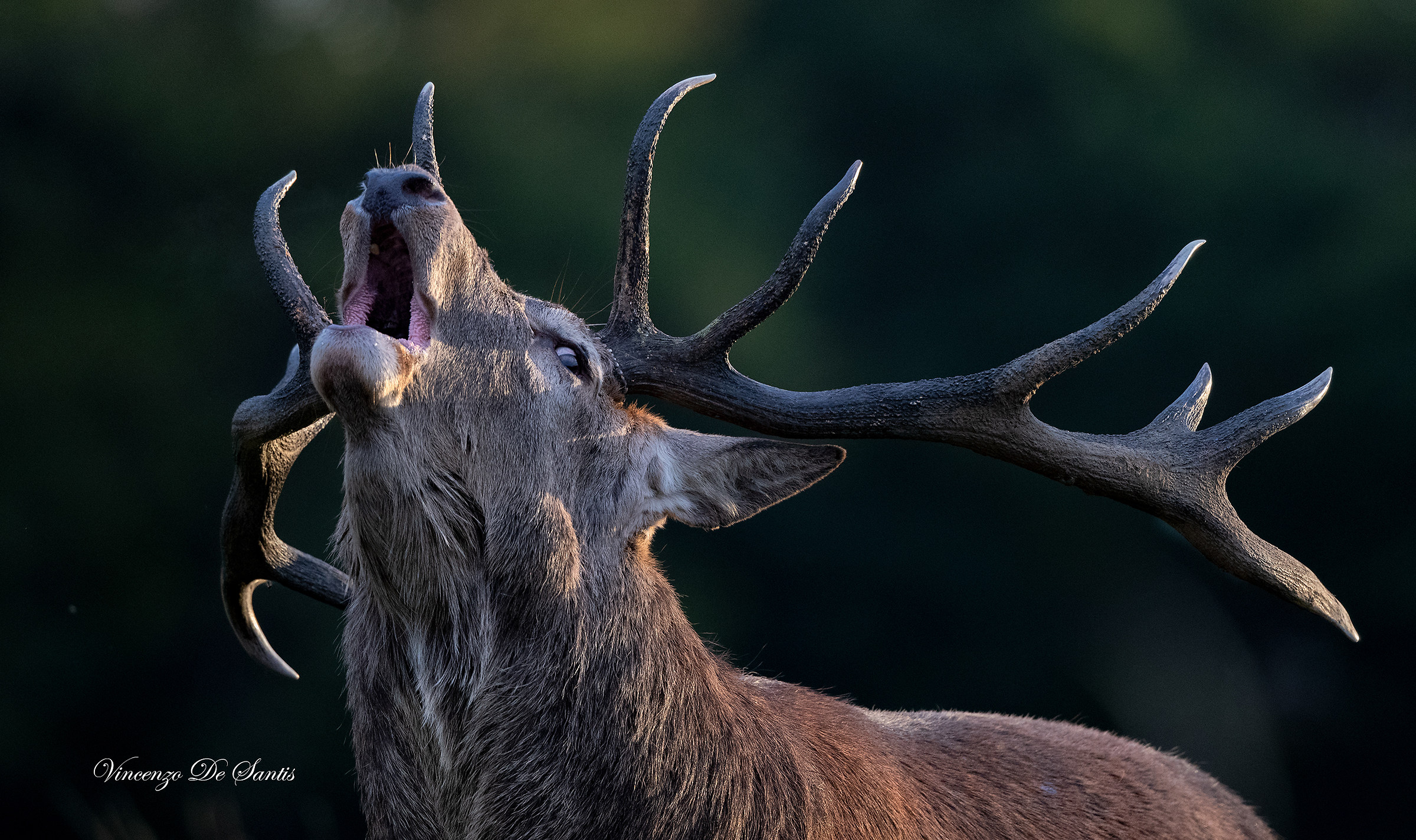 First growths of the season