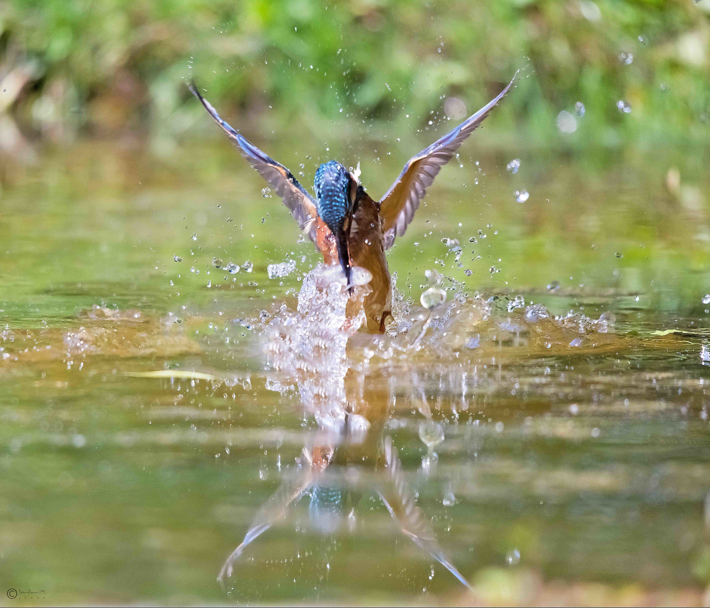 Martino in tuffo con preda
