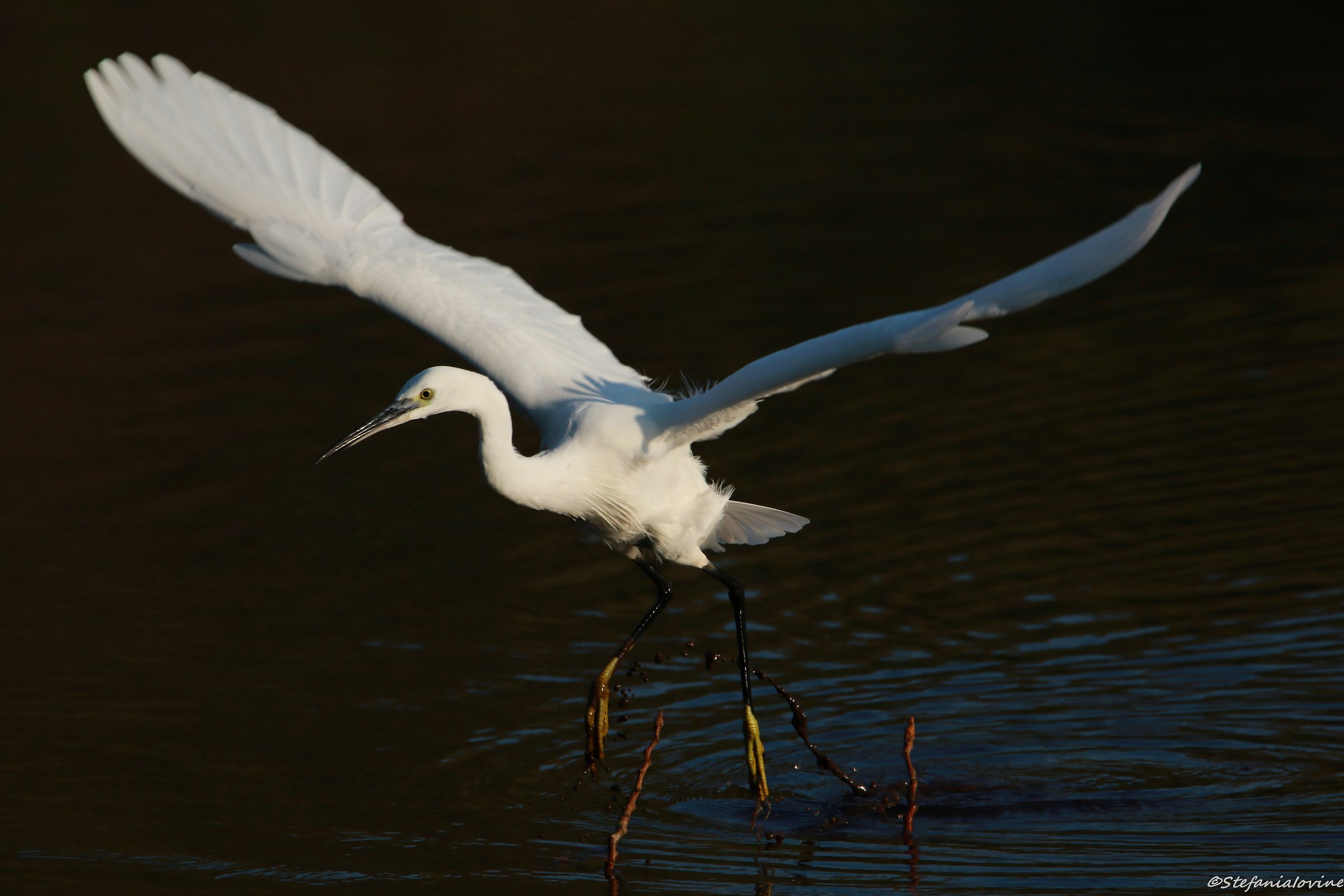 Egretta Garzetta