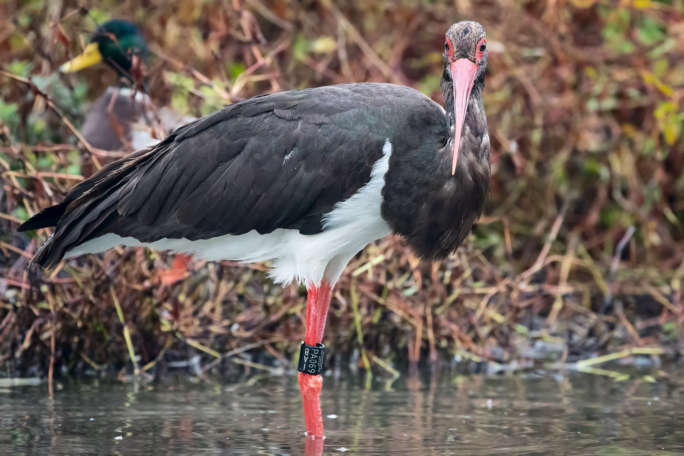 Black Stork