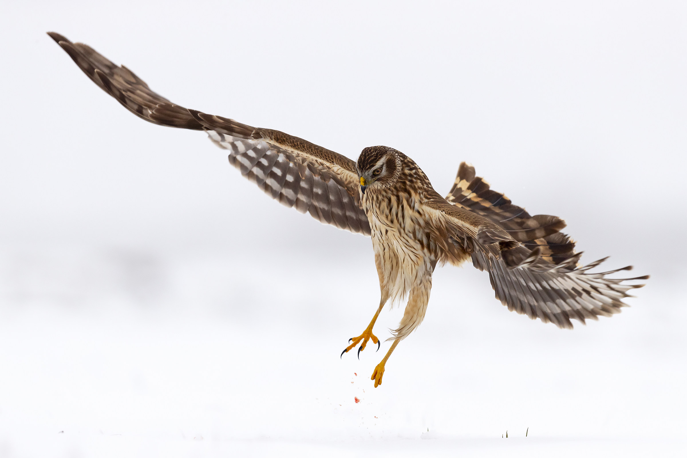 Cacciatrice Perfetta