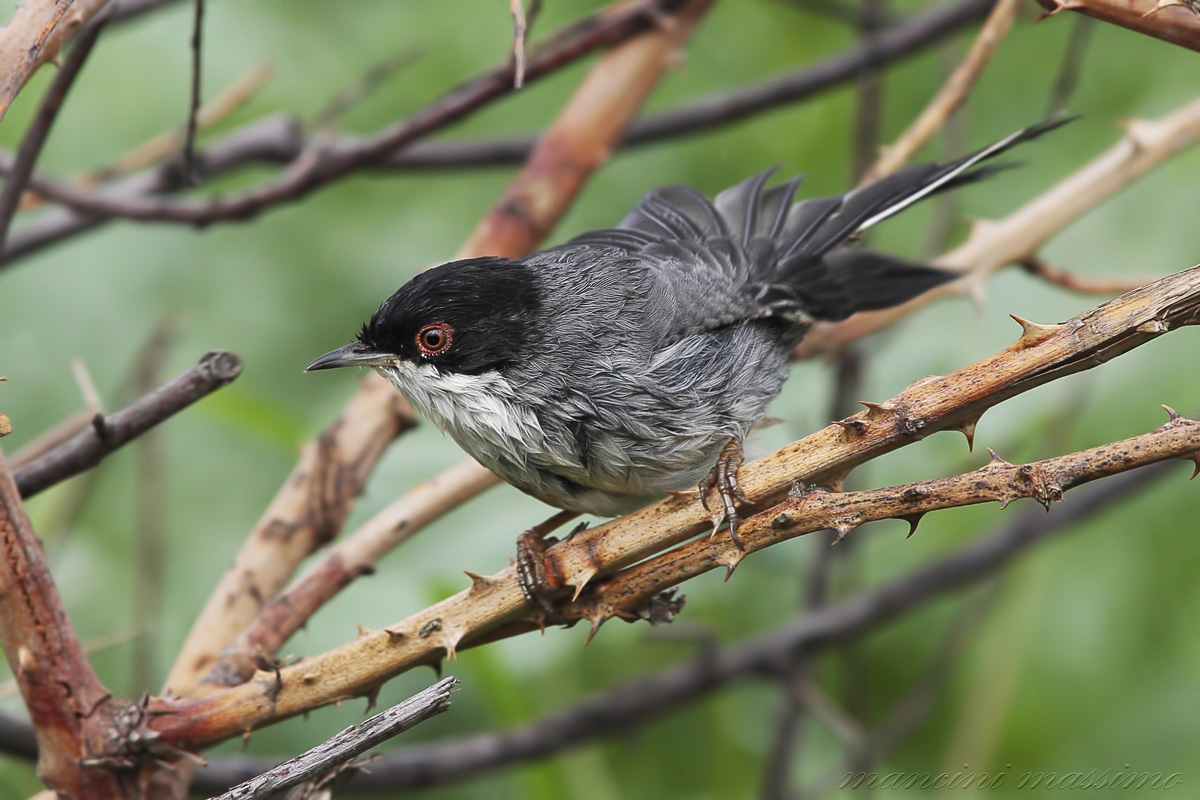 Occhiocotto  m (sylvia melanocephala)