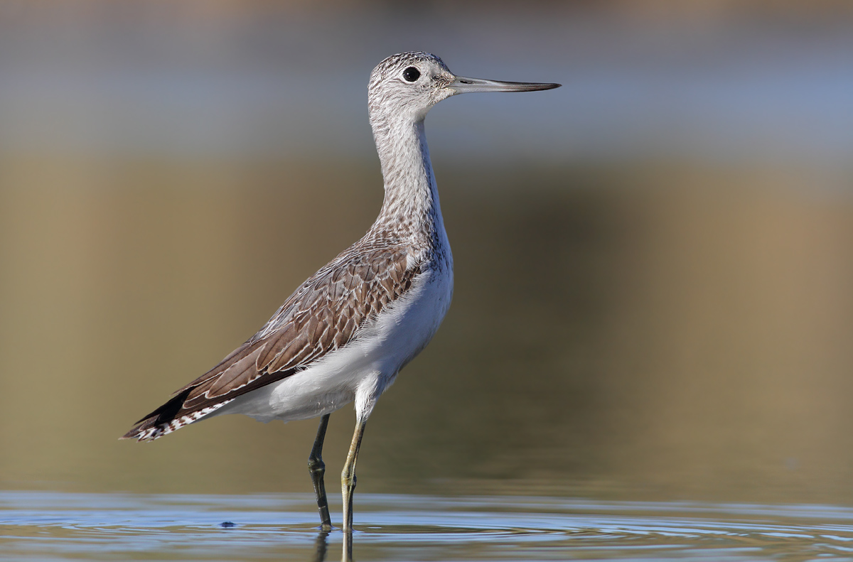 Greenshank