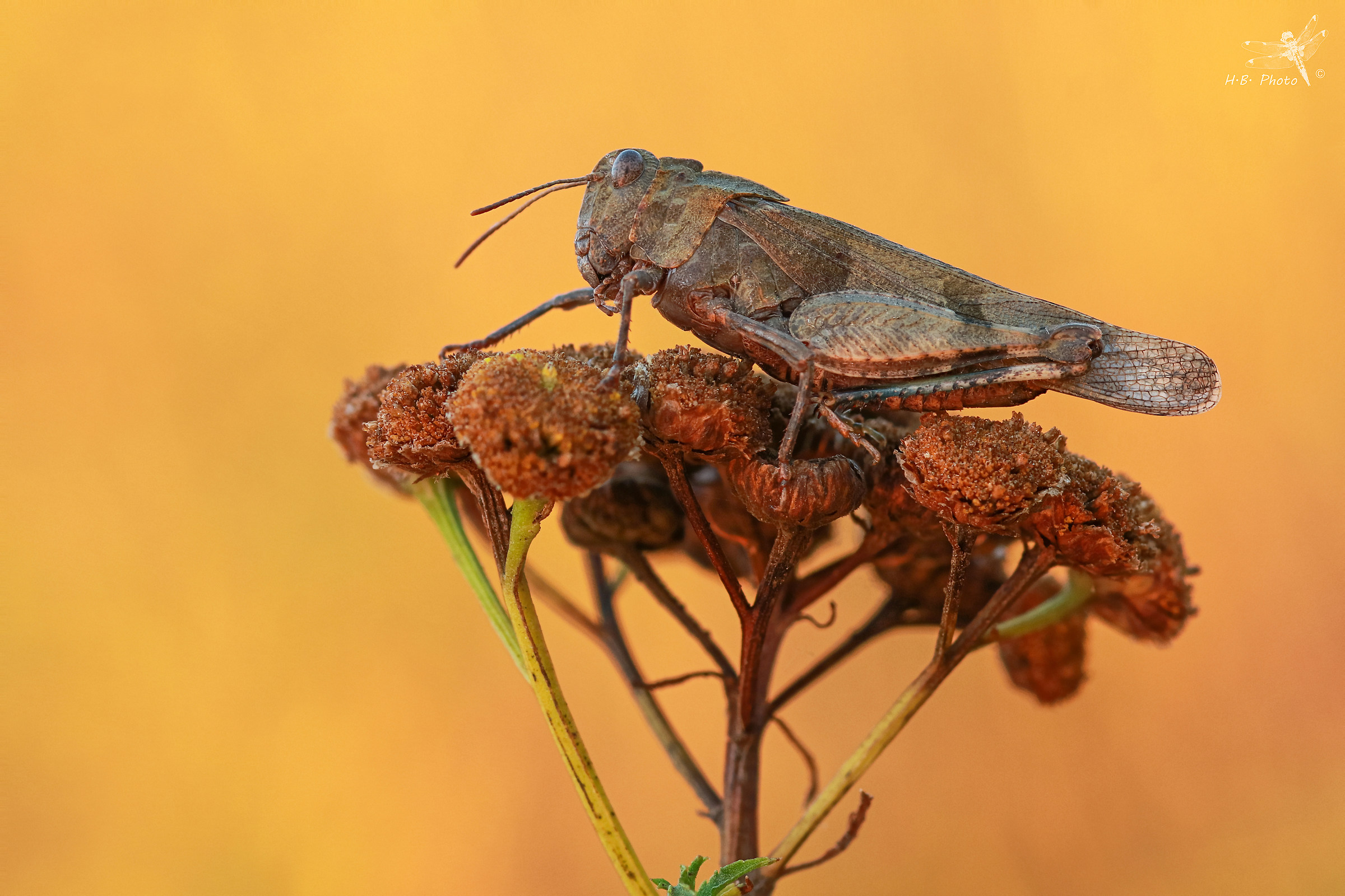 Oedipoda caerulescens