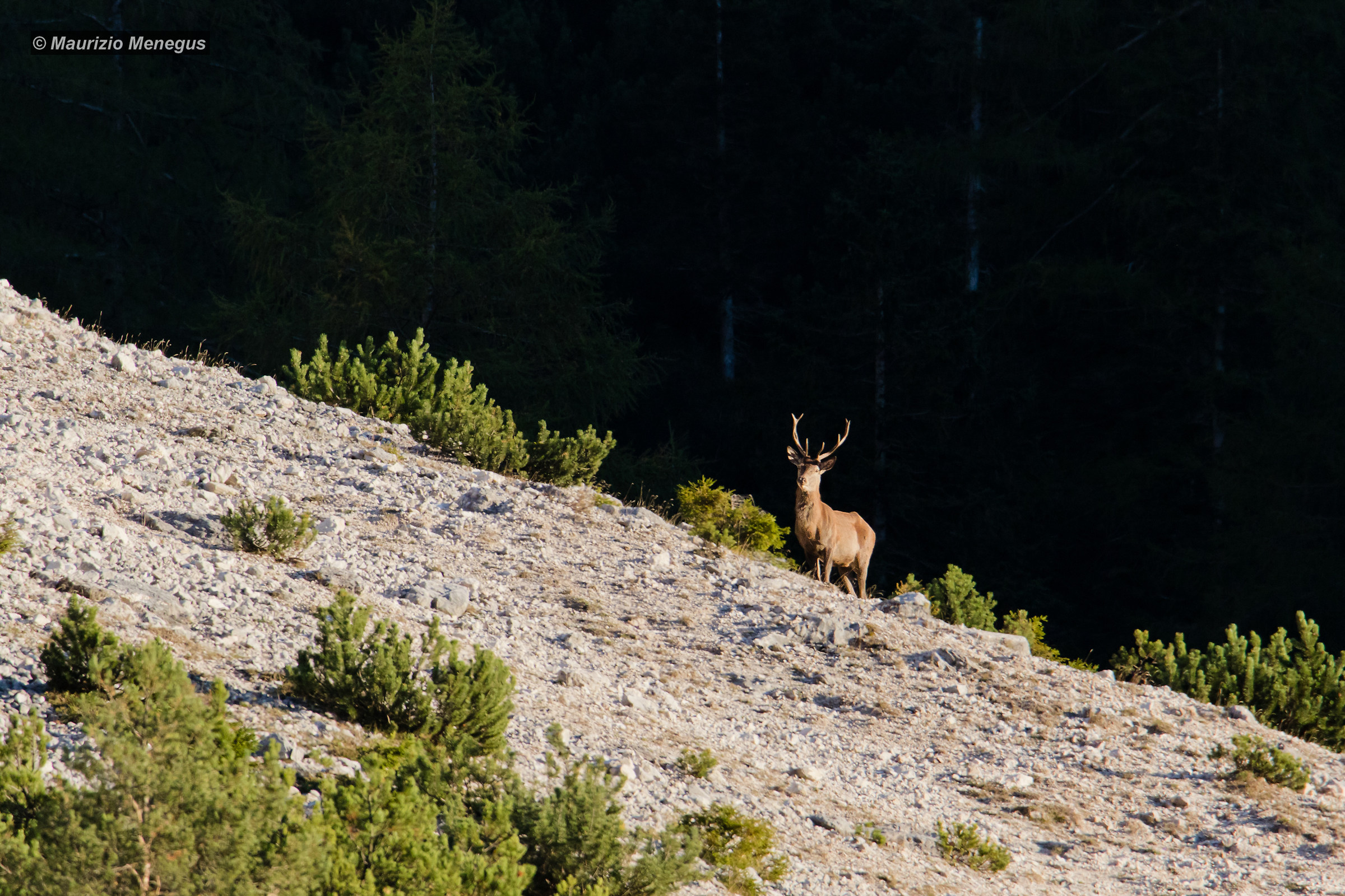 Spunta il cervo dal crinale