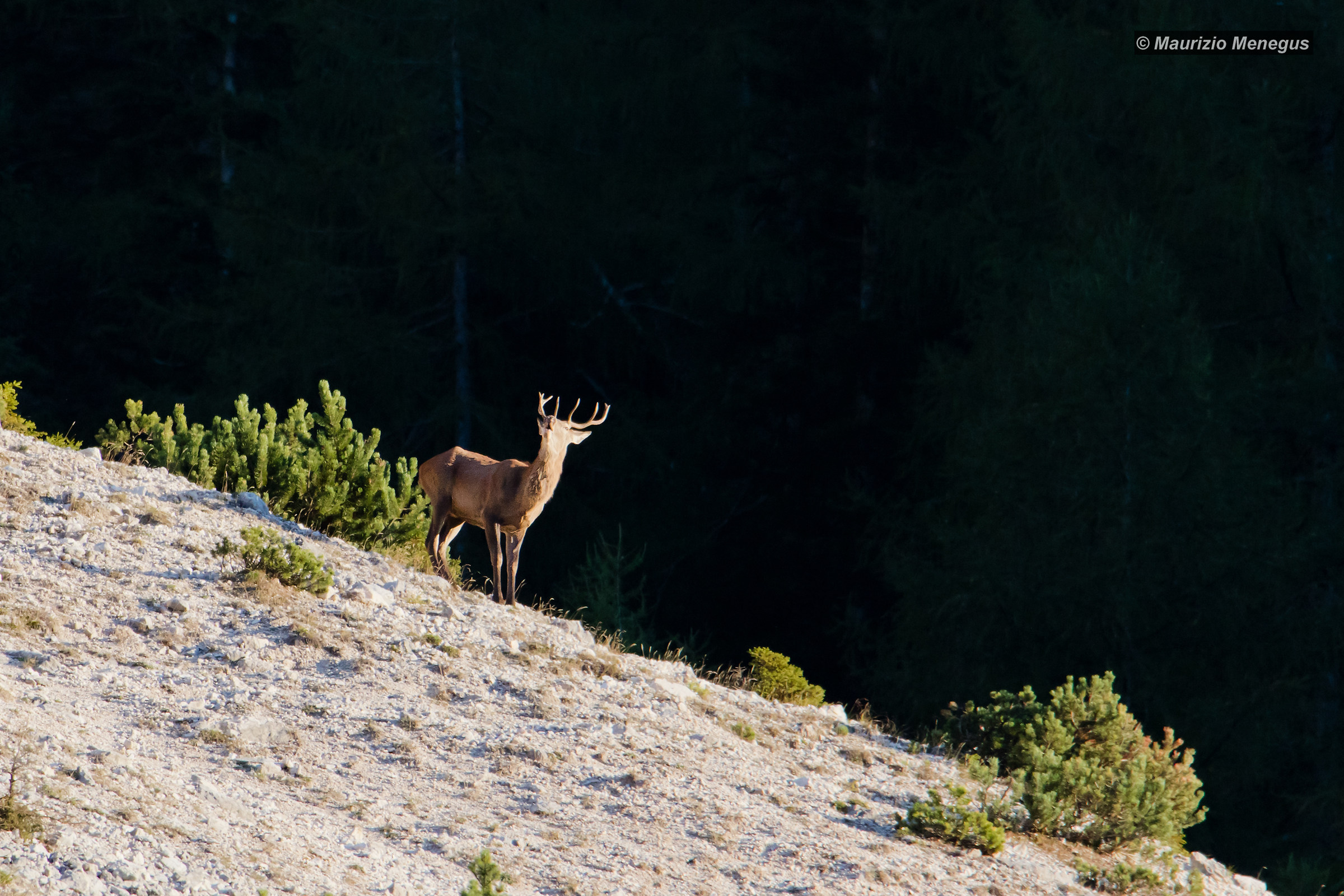 Il bramito del giovane