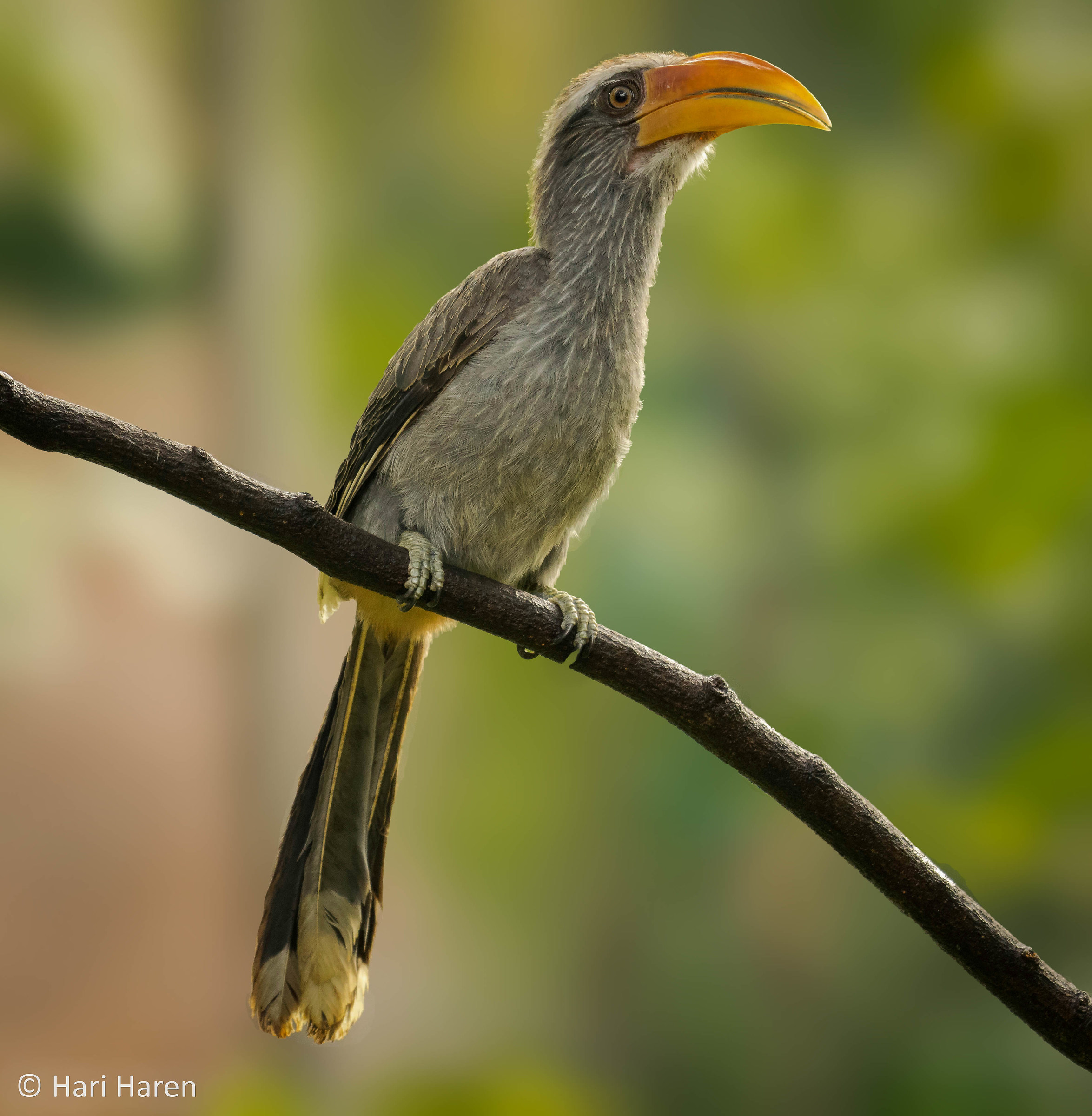 Malabar grey hornbill