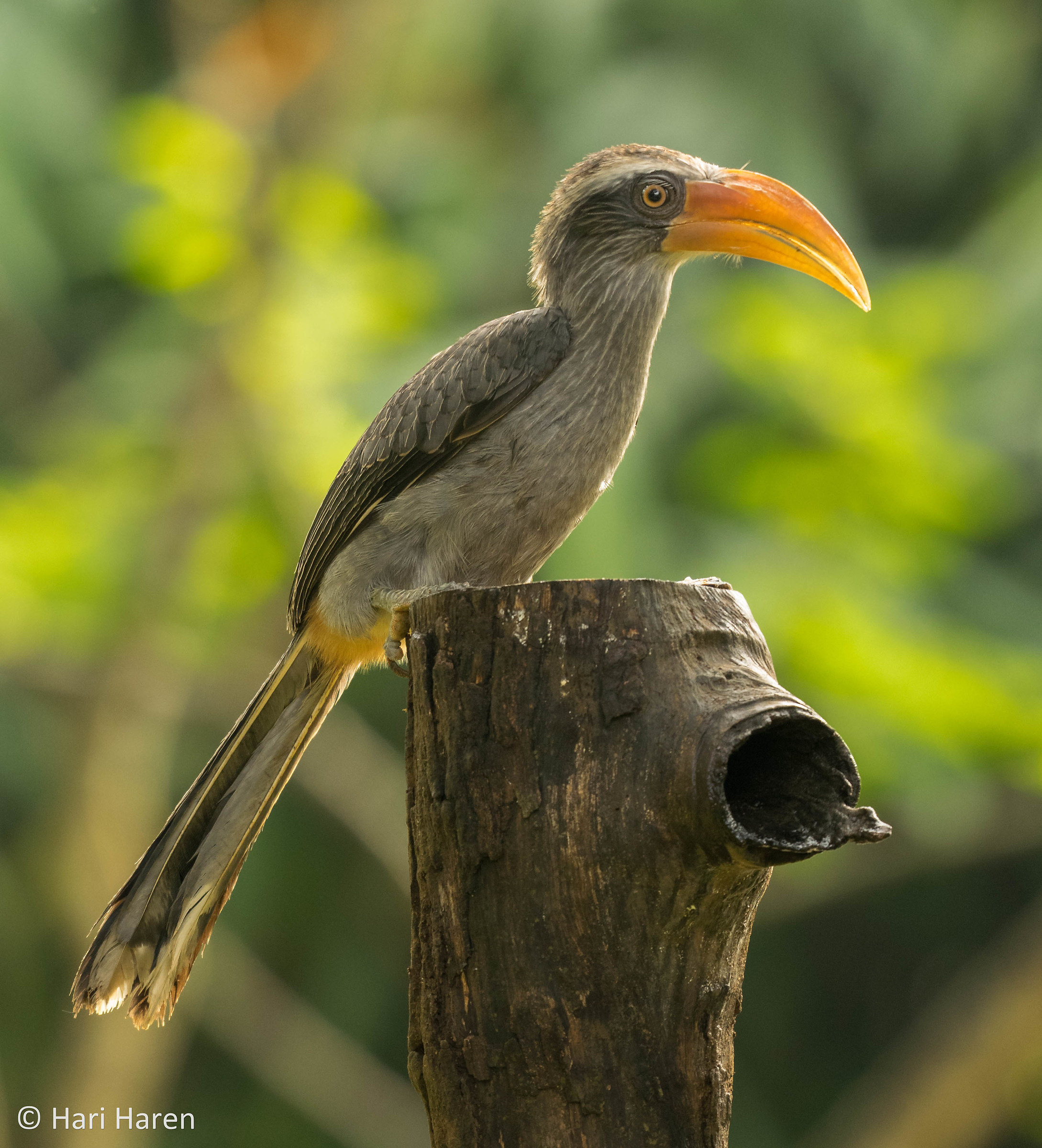 Malabar grey hornbill