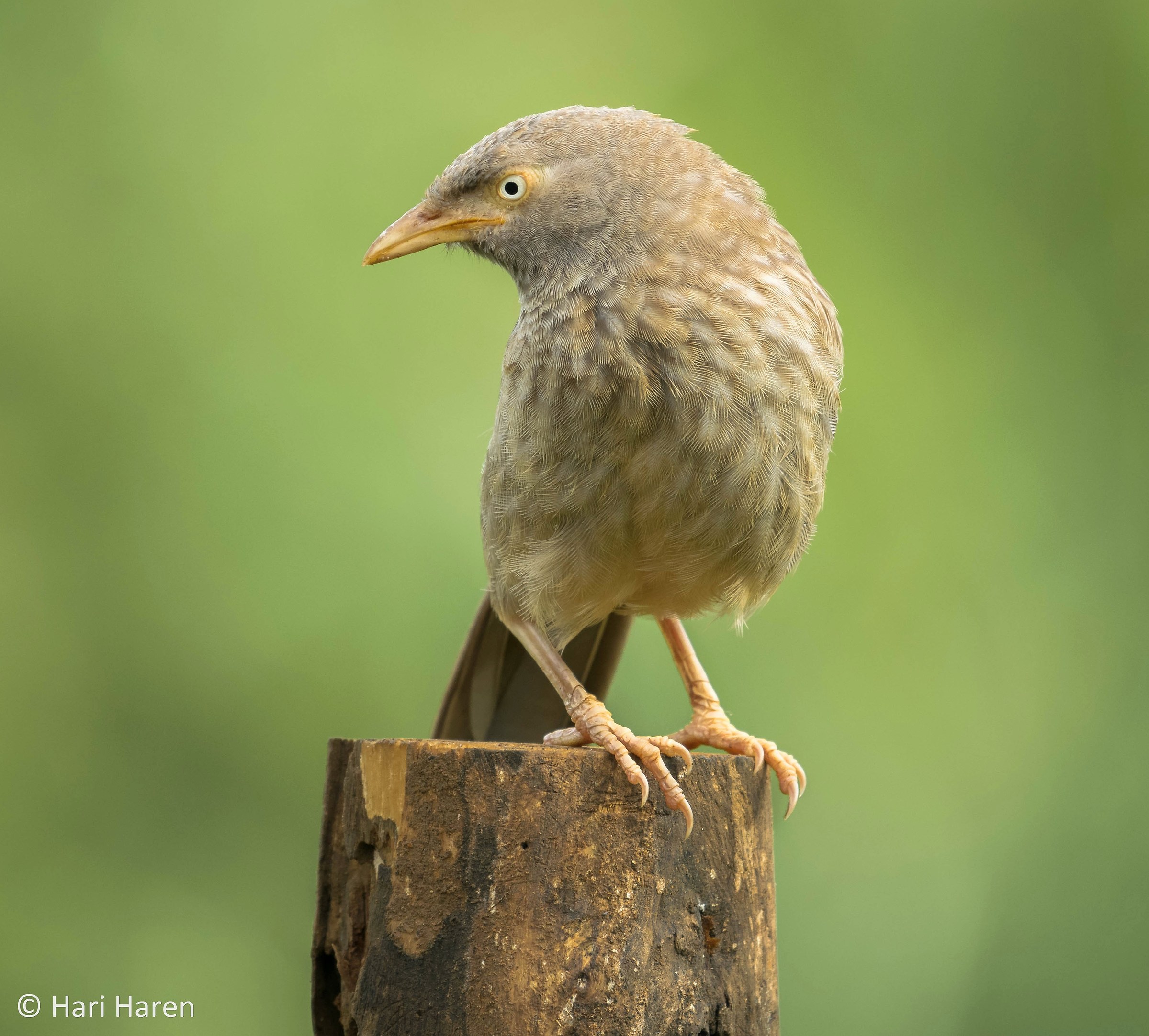 Yellow billed babbler