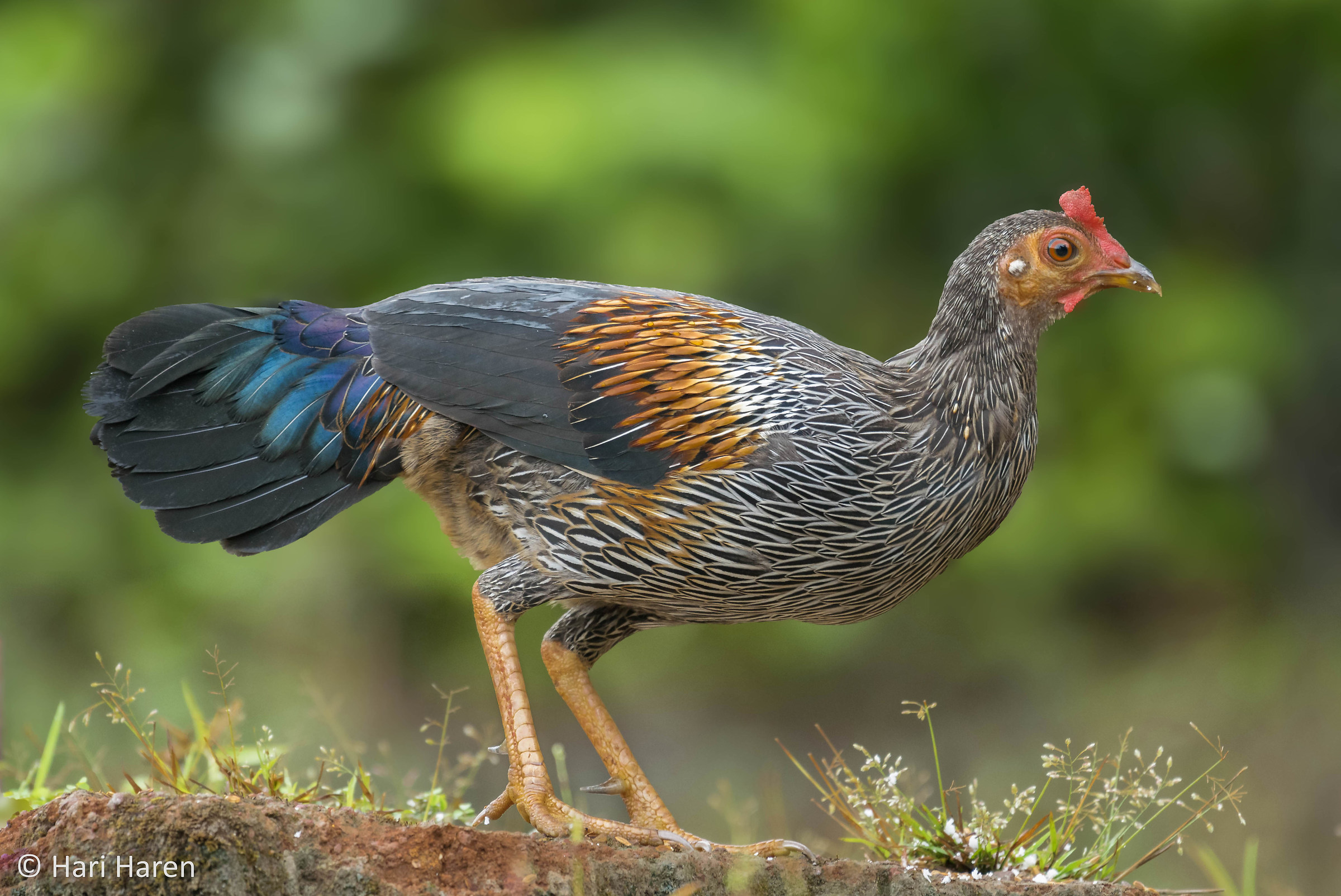 Junglefowl male