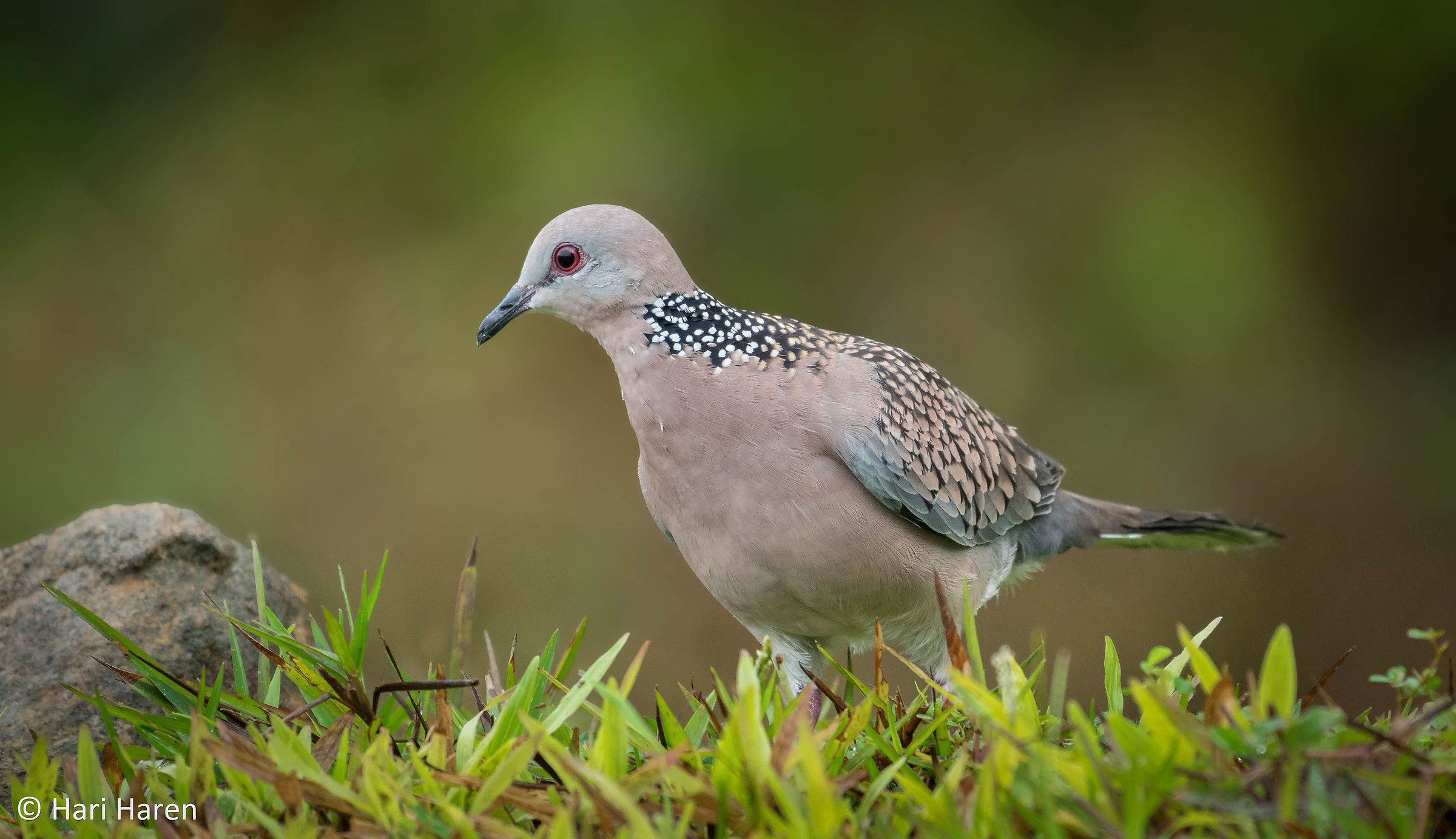 Spotted dove