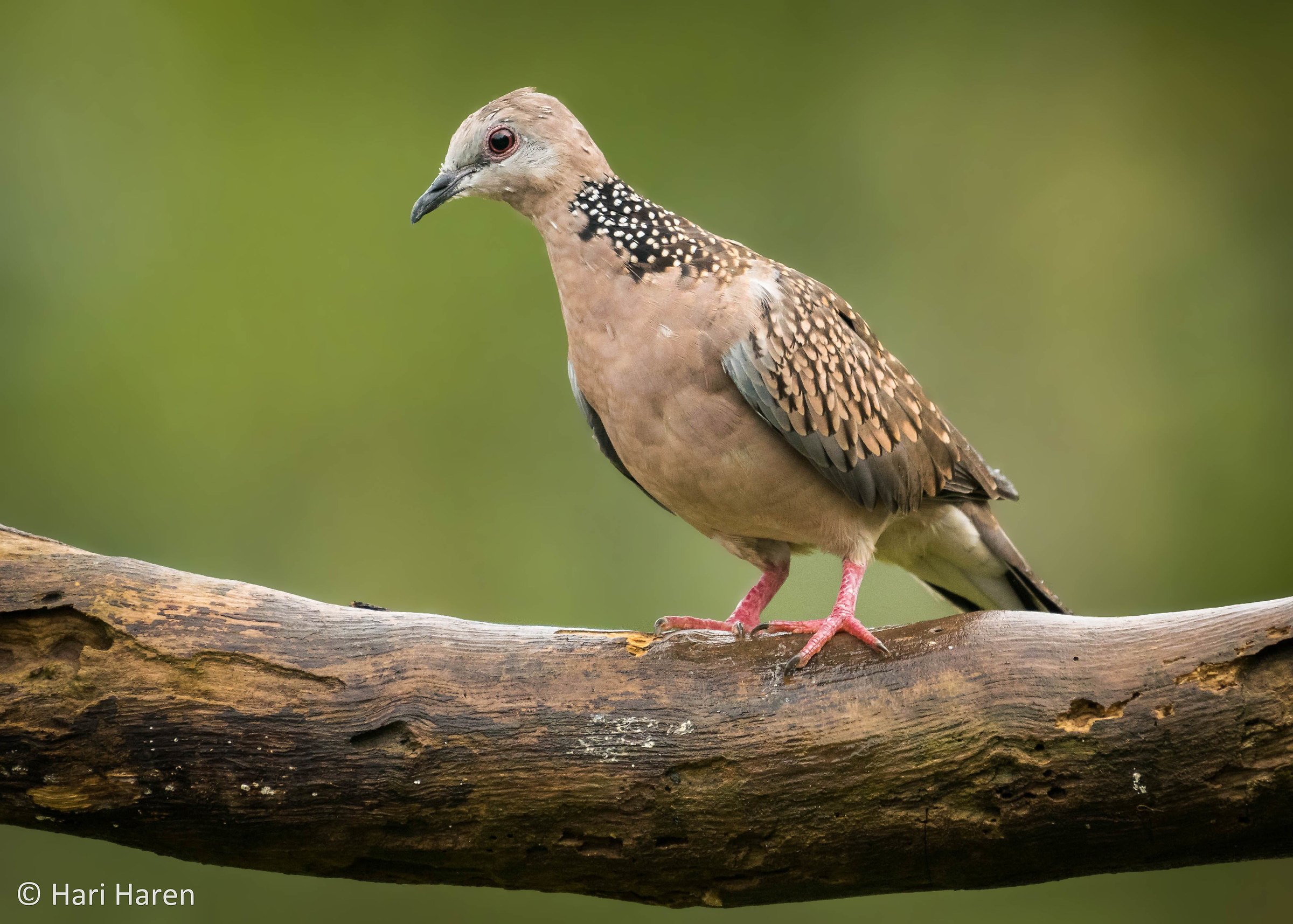 Spotted dove