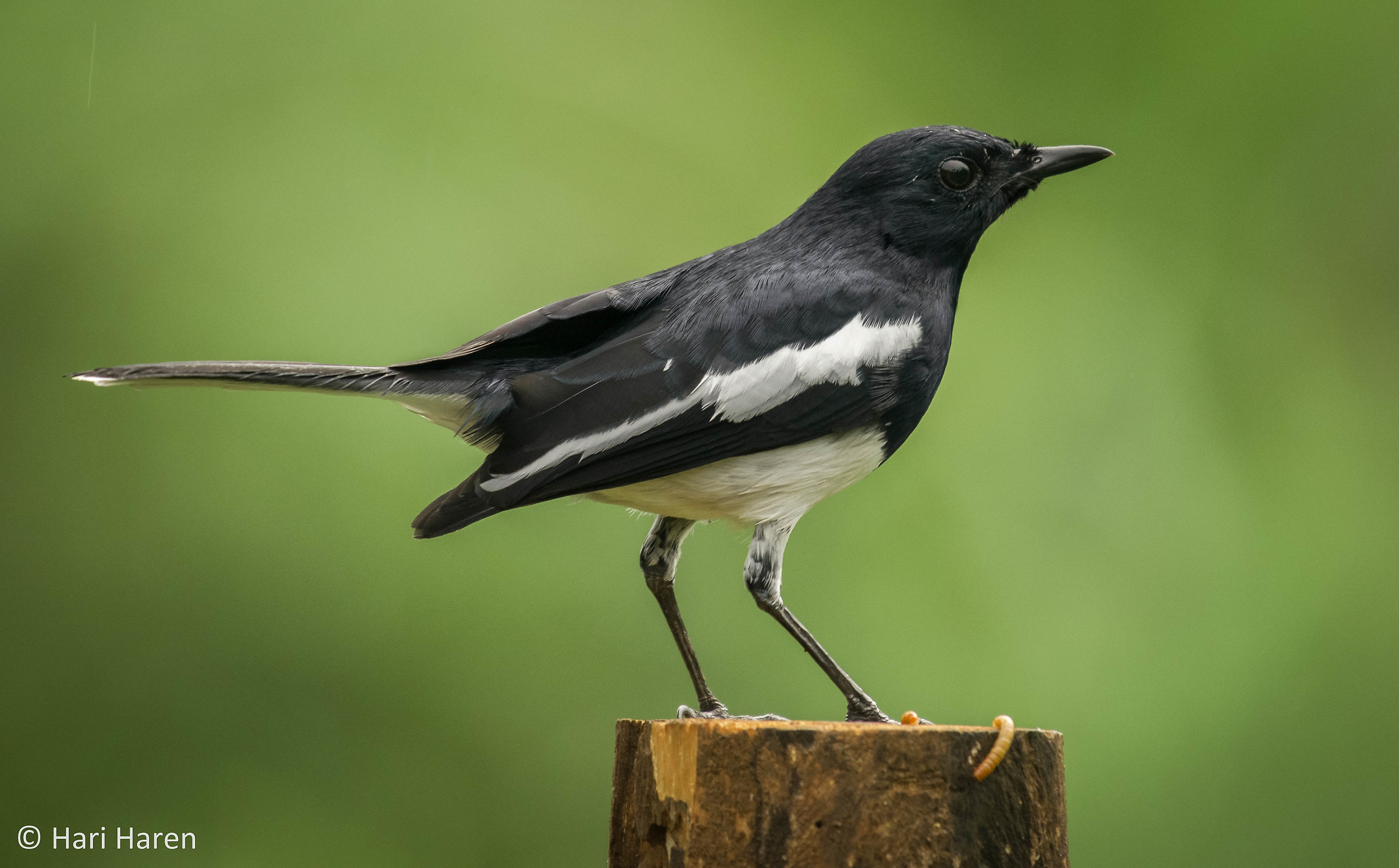 Oriental magpie robin