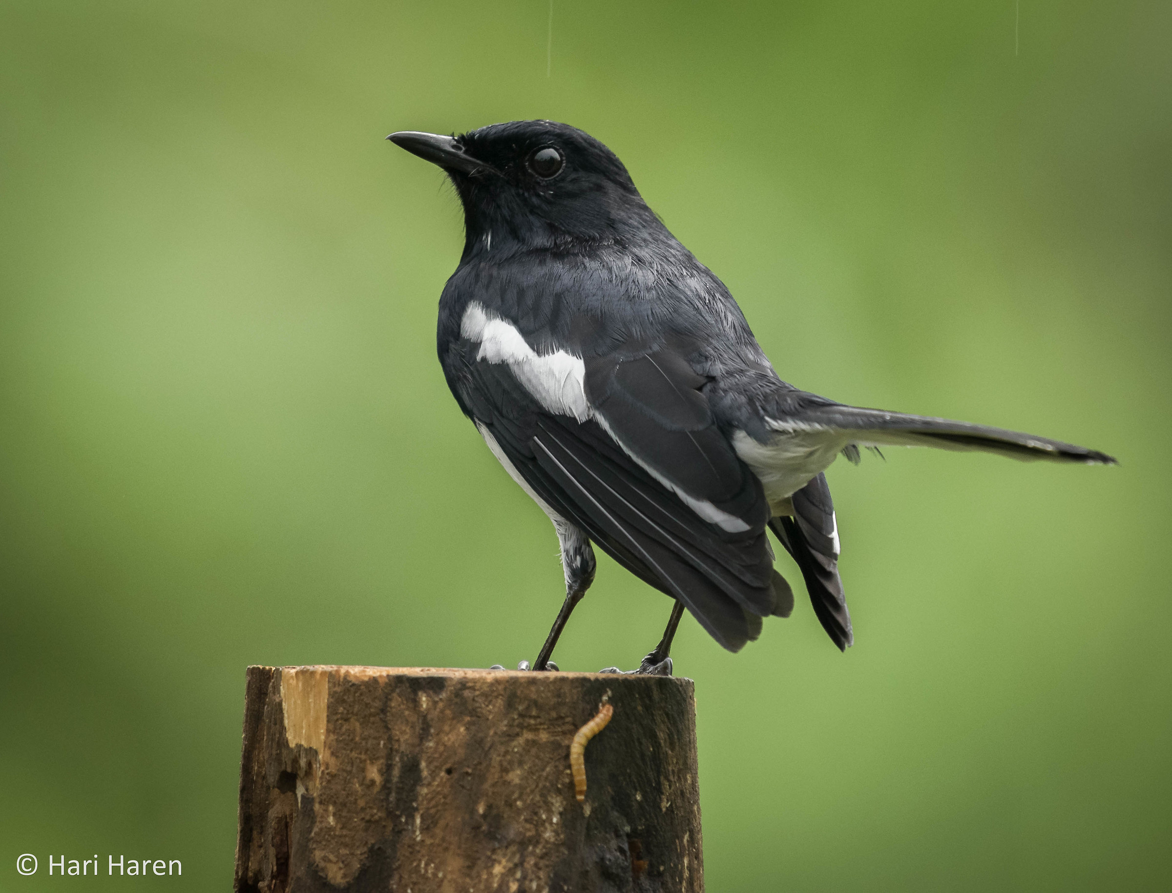 Oriental magpie robin