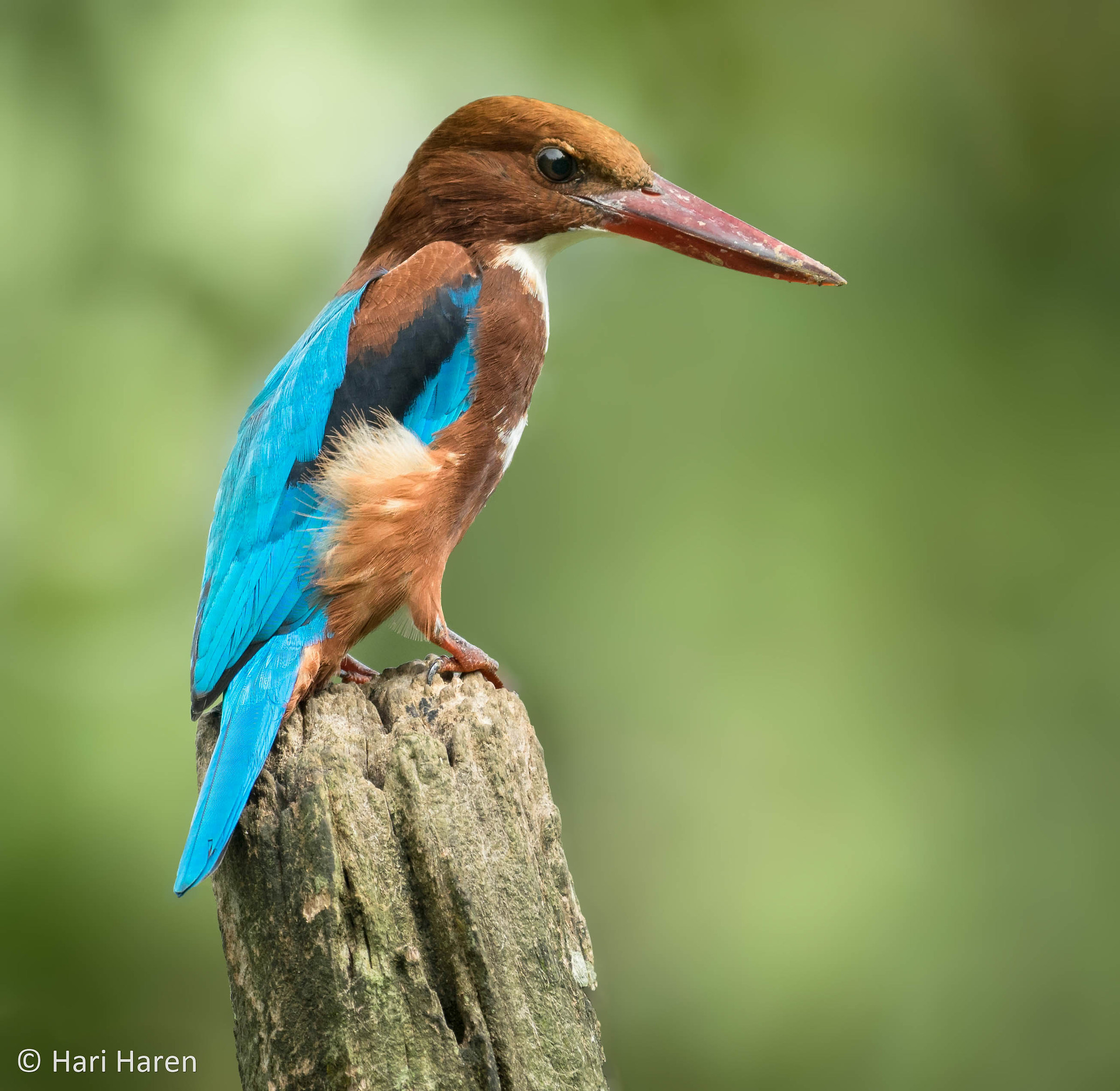 White throated kingfisher