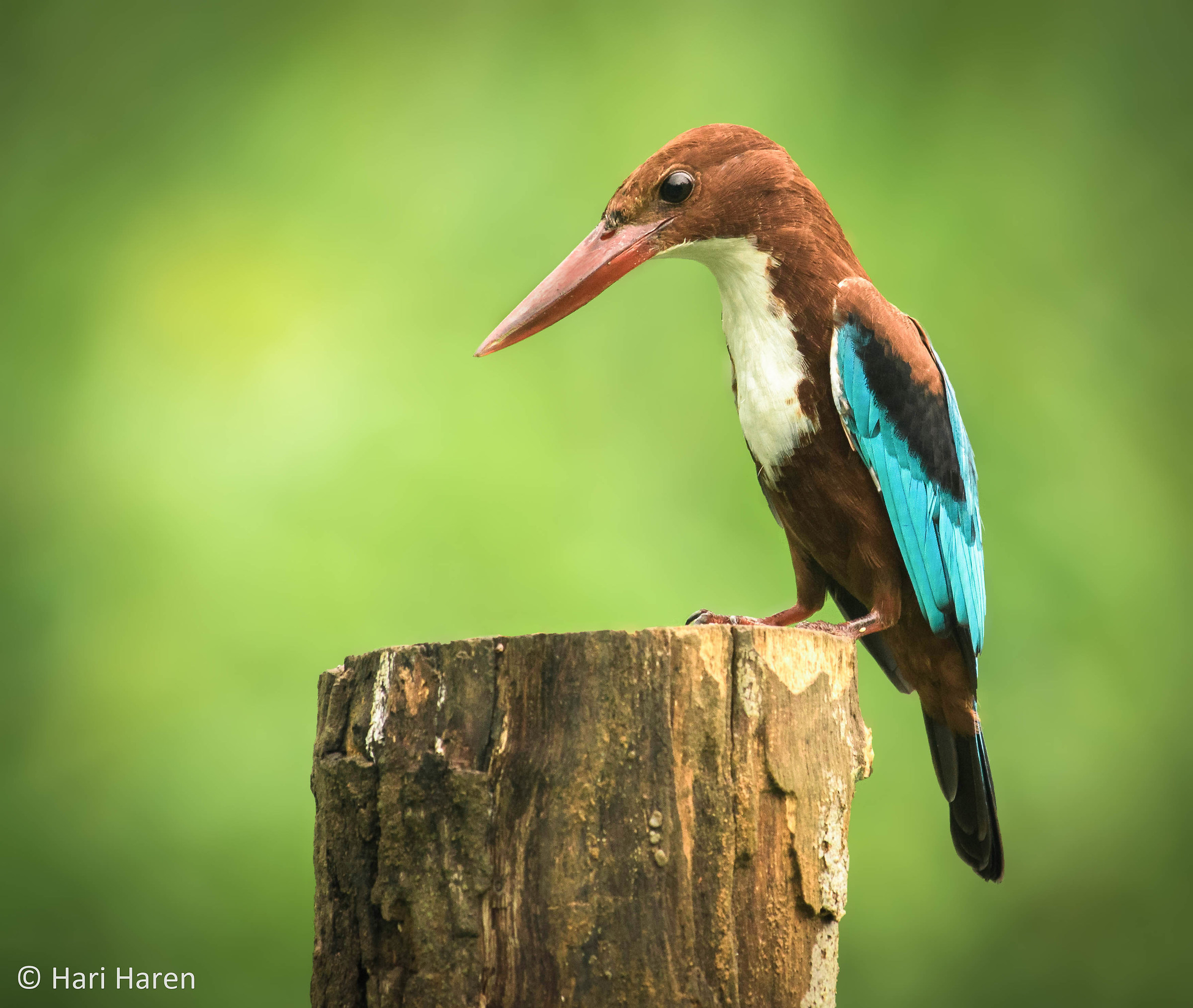 White throated kingfisher