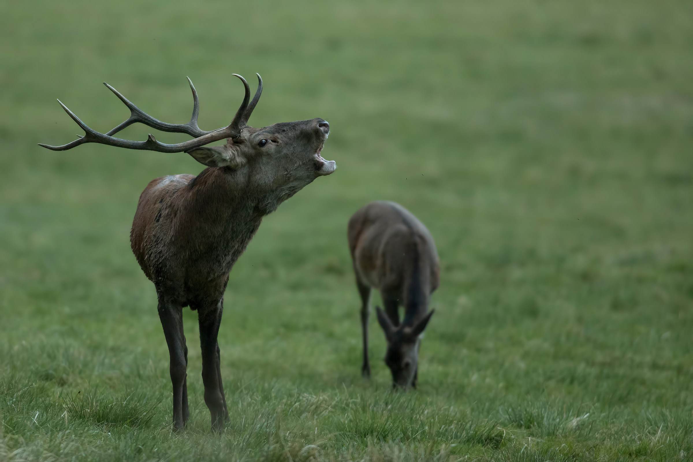 Deer in bellowing