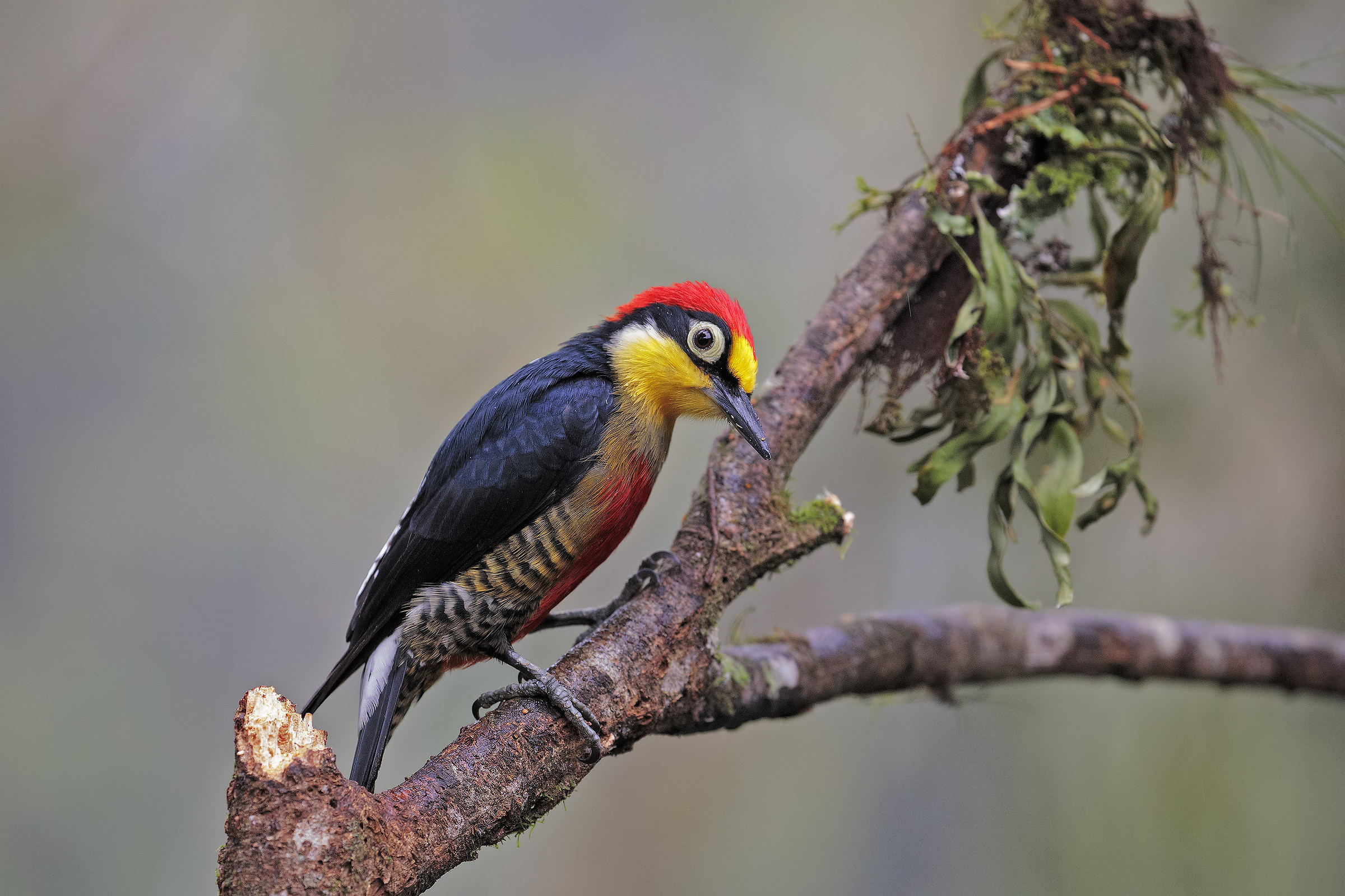 Picchio frontegialla