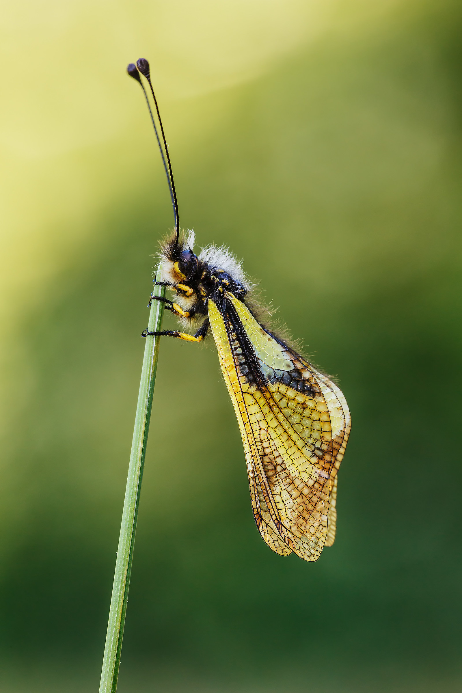 Libelloides coccajus