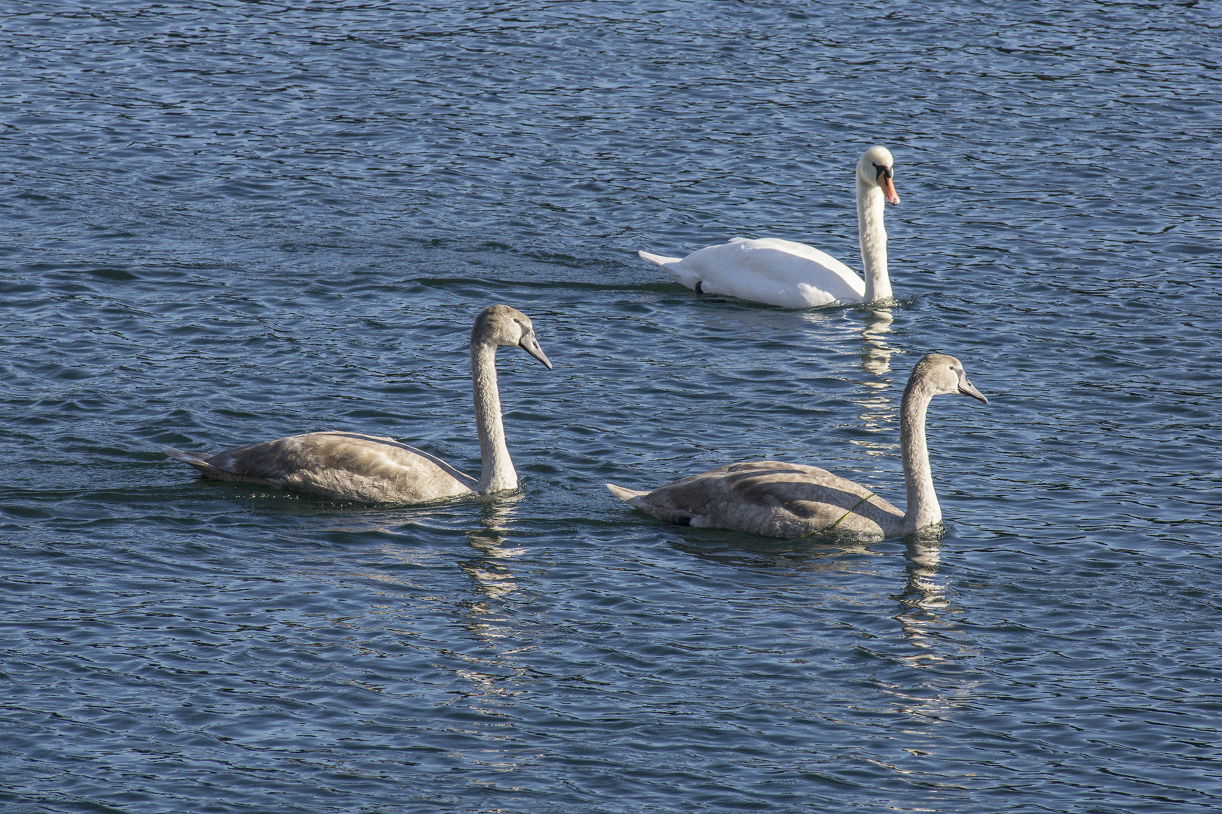 Adult Swan with two teenagers