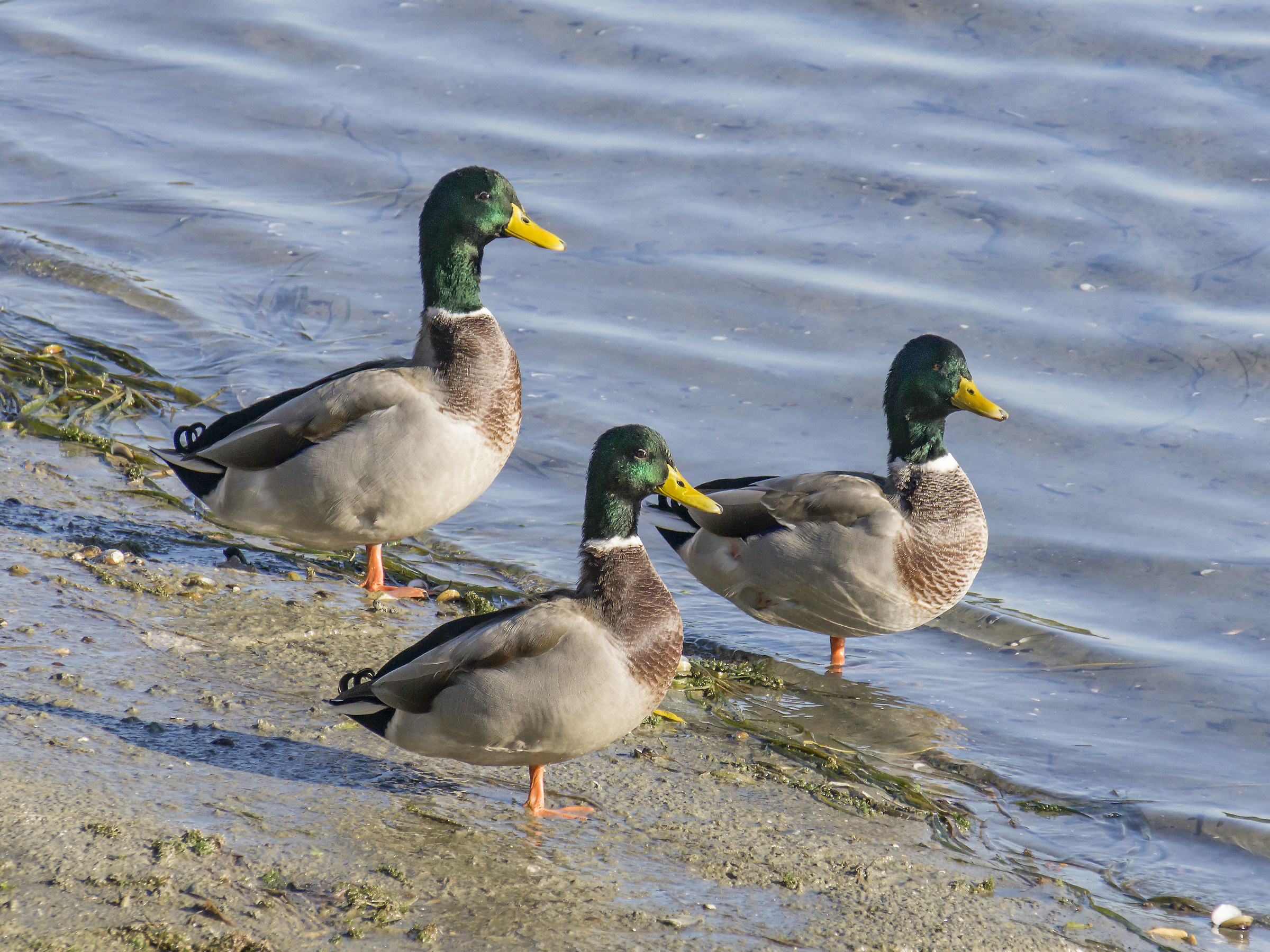 Three young mallard males-1