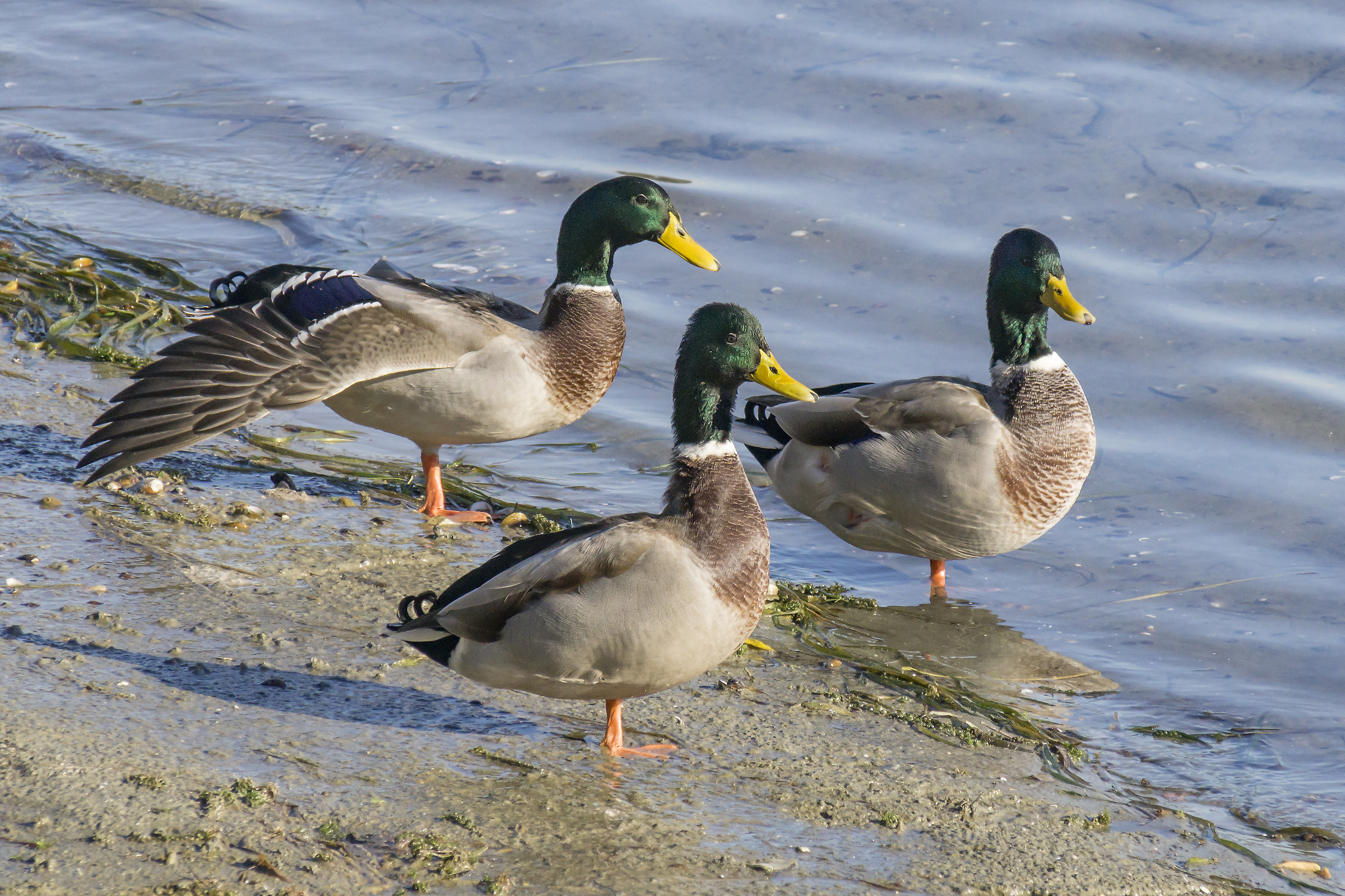Three young Mallard males-2