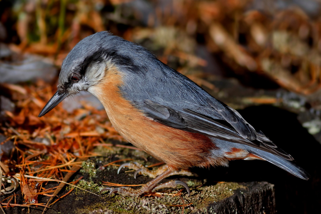 Il Muratore Pensieroso