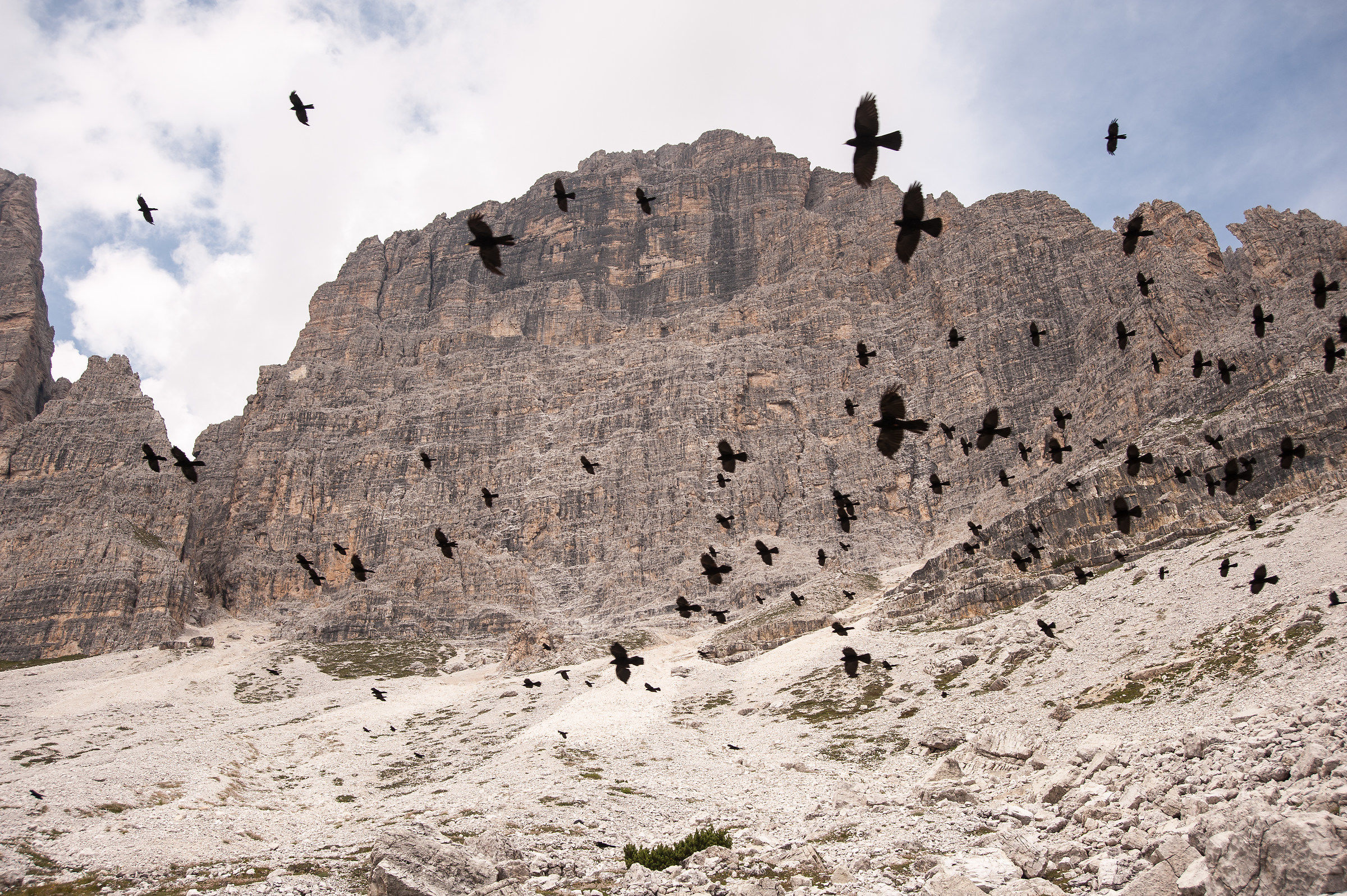 Volo di corvi, Parco Naturale Tre Cime