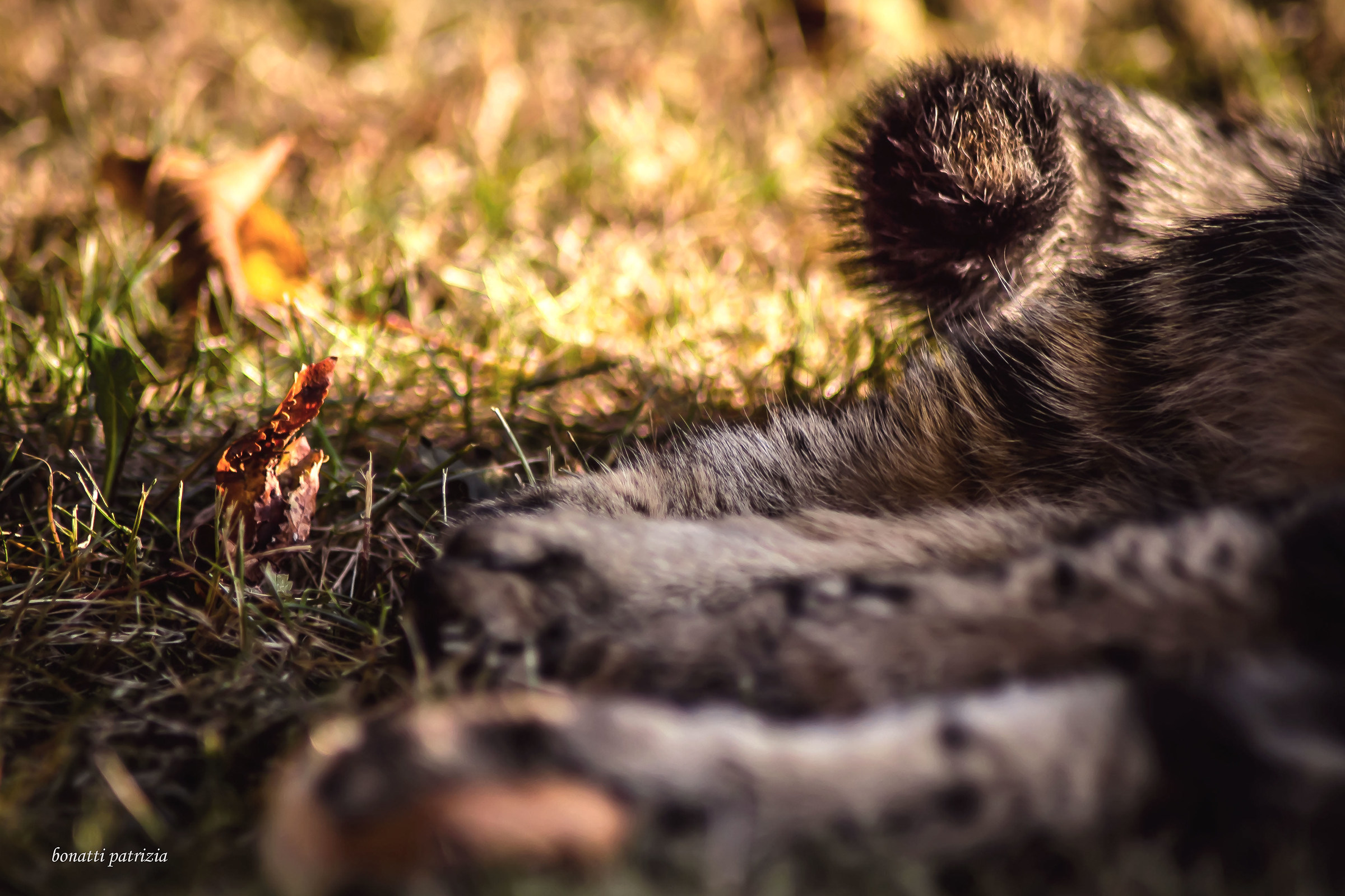 Il riposo del  guerriero