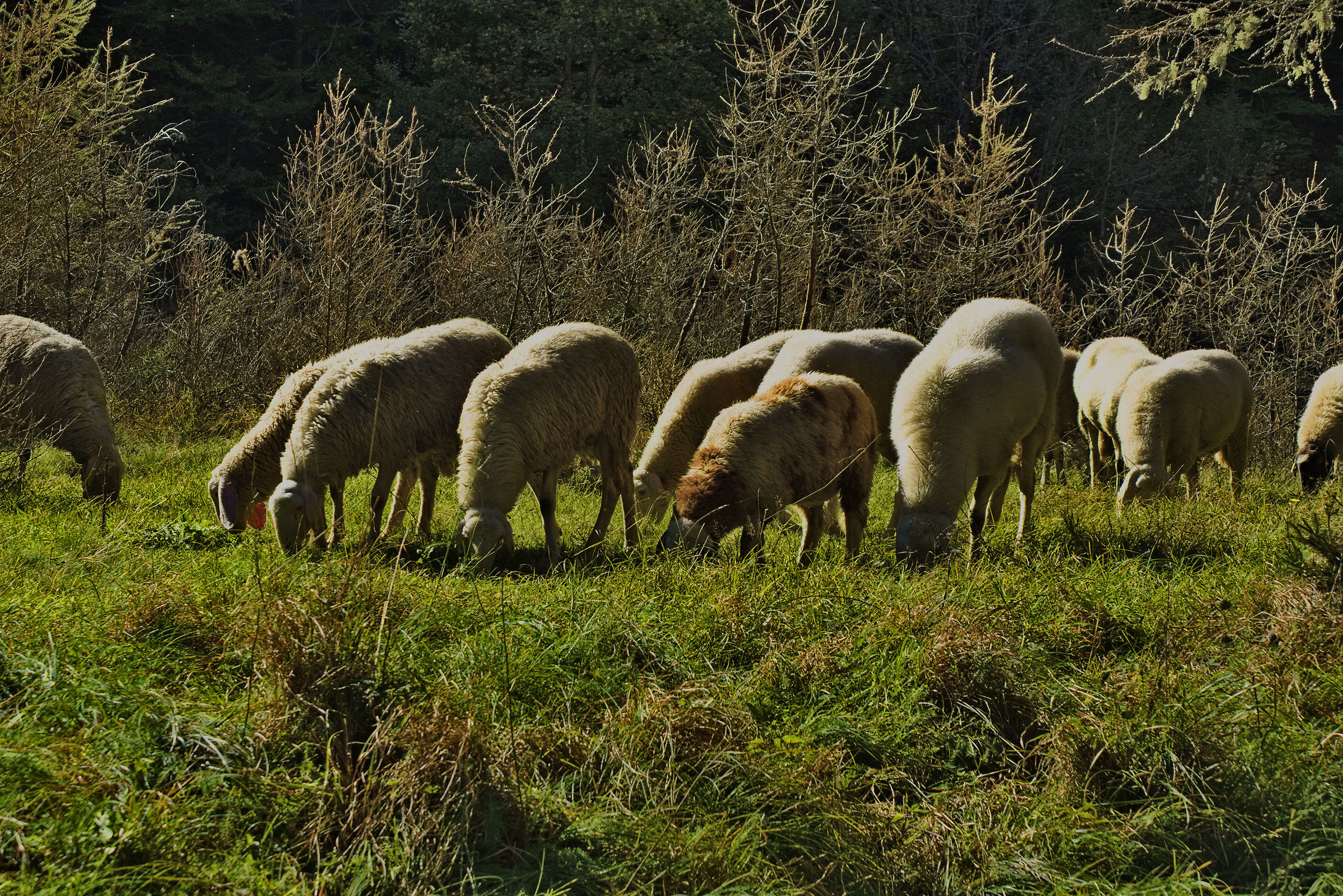 Pecore in transumanza